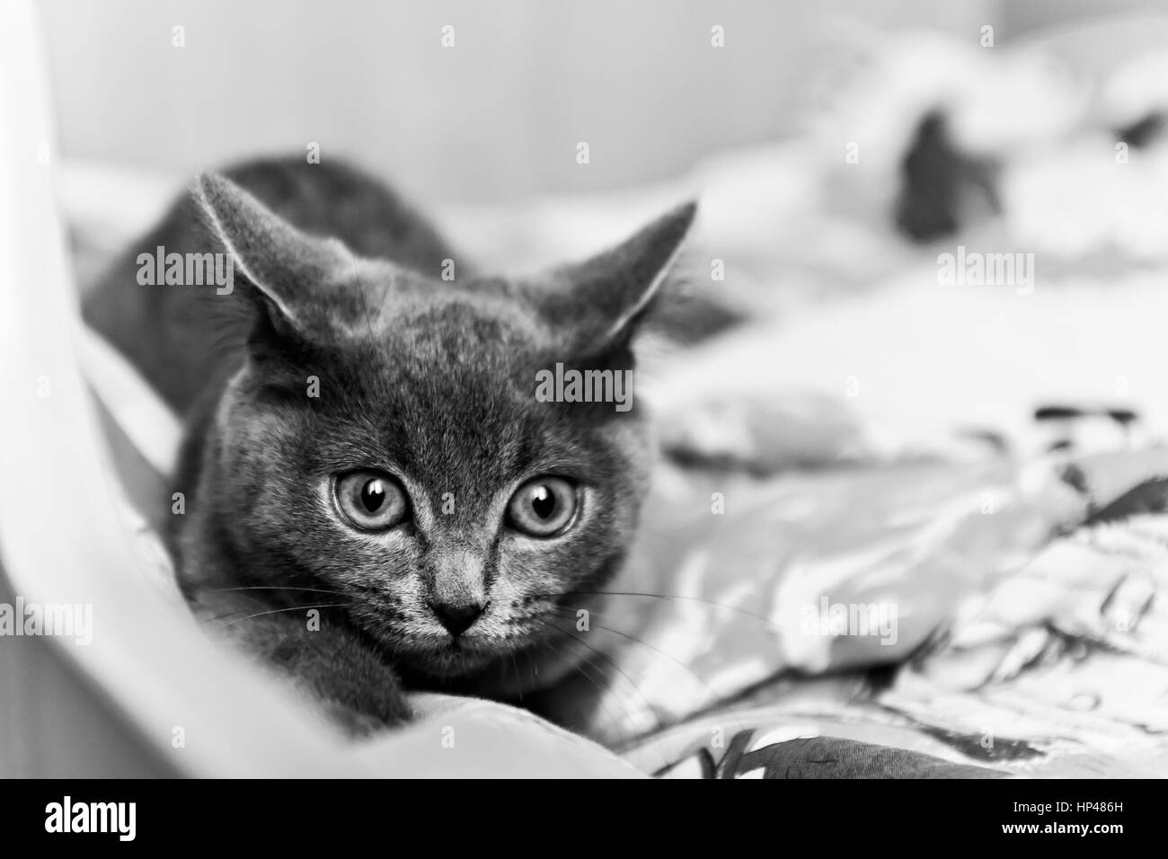 Gattino grigio pronto a balzare in bianco e nero. Foto Stock