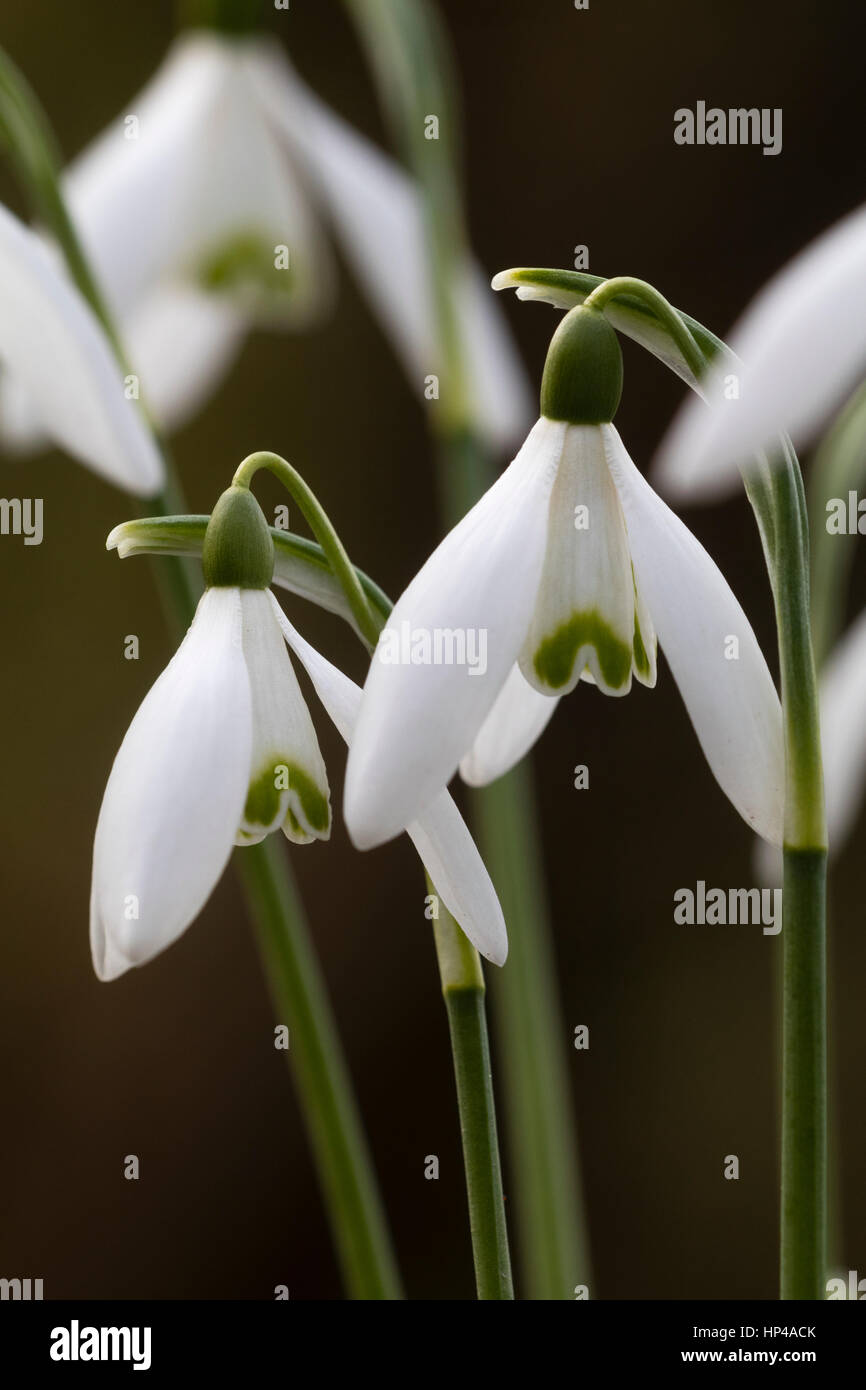 Fiori invernali del modulo selezionato della snowdrop, Galanthus nivalis 'Verdore' Foto Stock
