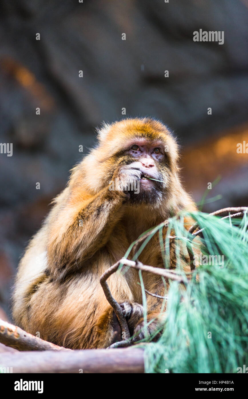 Barberia macaco scimmia Foto Stock
