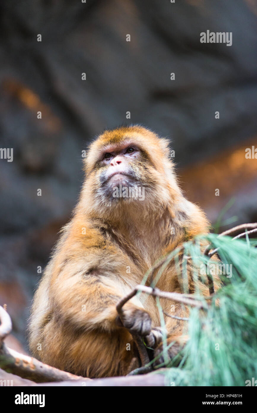 Barberia macaco scimmia Foto Stock
