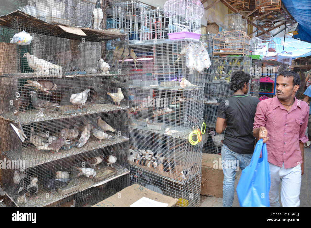 Mumbai, India - 19 Ottobre 2015 - Uccelli sul mercato indiano bloccato in gabbie è spesso visto come animale tortue dalle norme europee Foto Stock