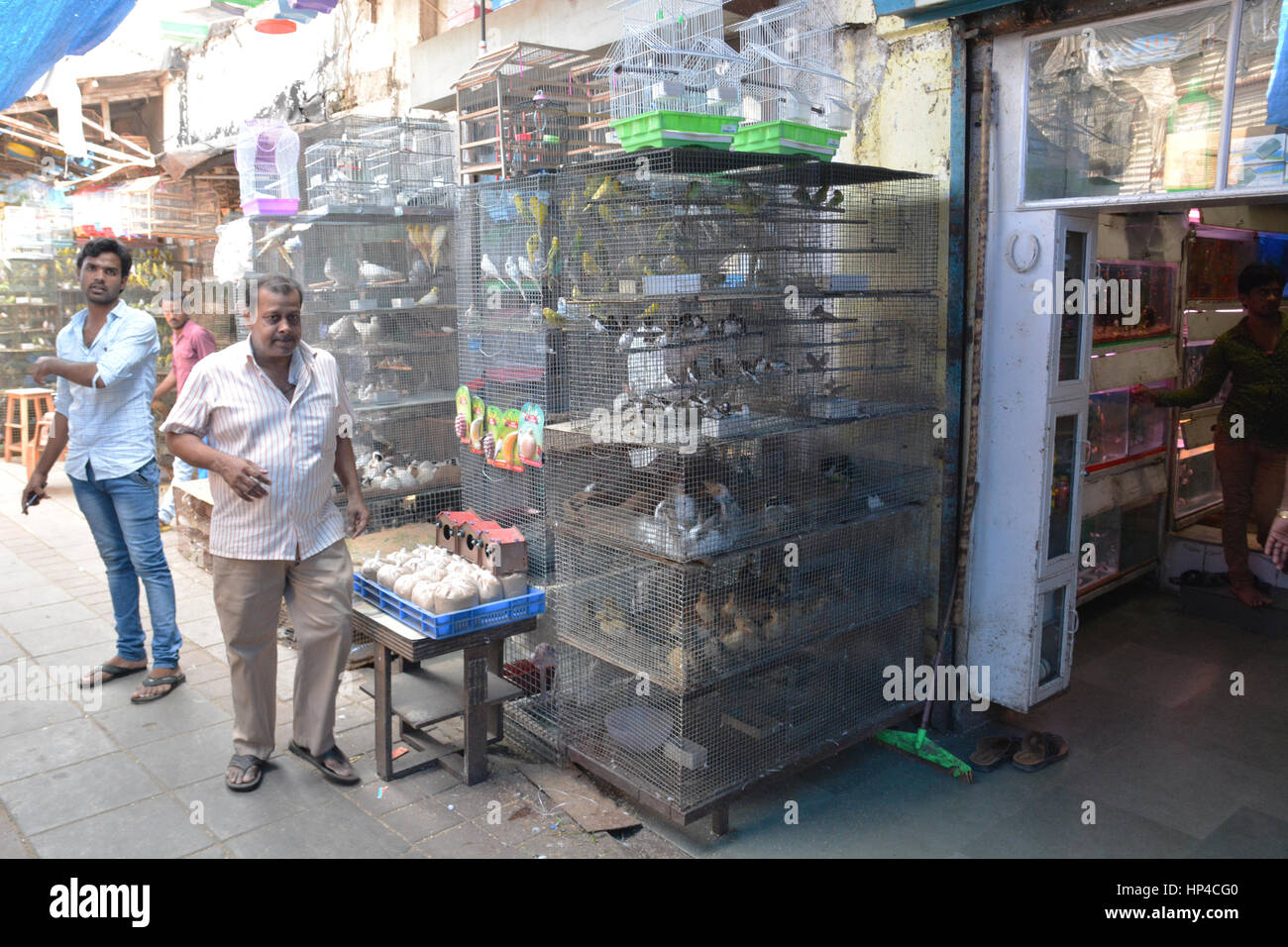 Mumbai, India - 19 Ottobre 2015 - Uccelli sul mercato indiano bloccato in gabbie è spesso visto come animale tortue dalle norme europee Foto Stock