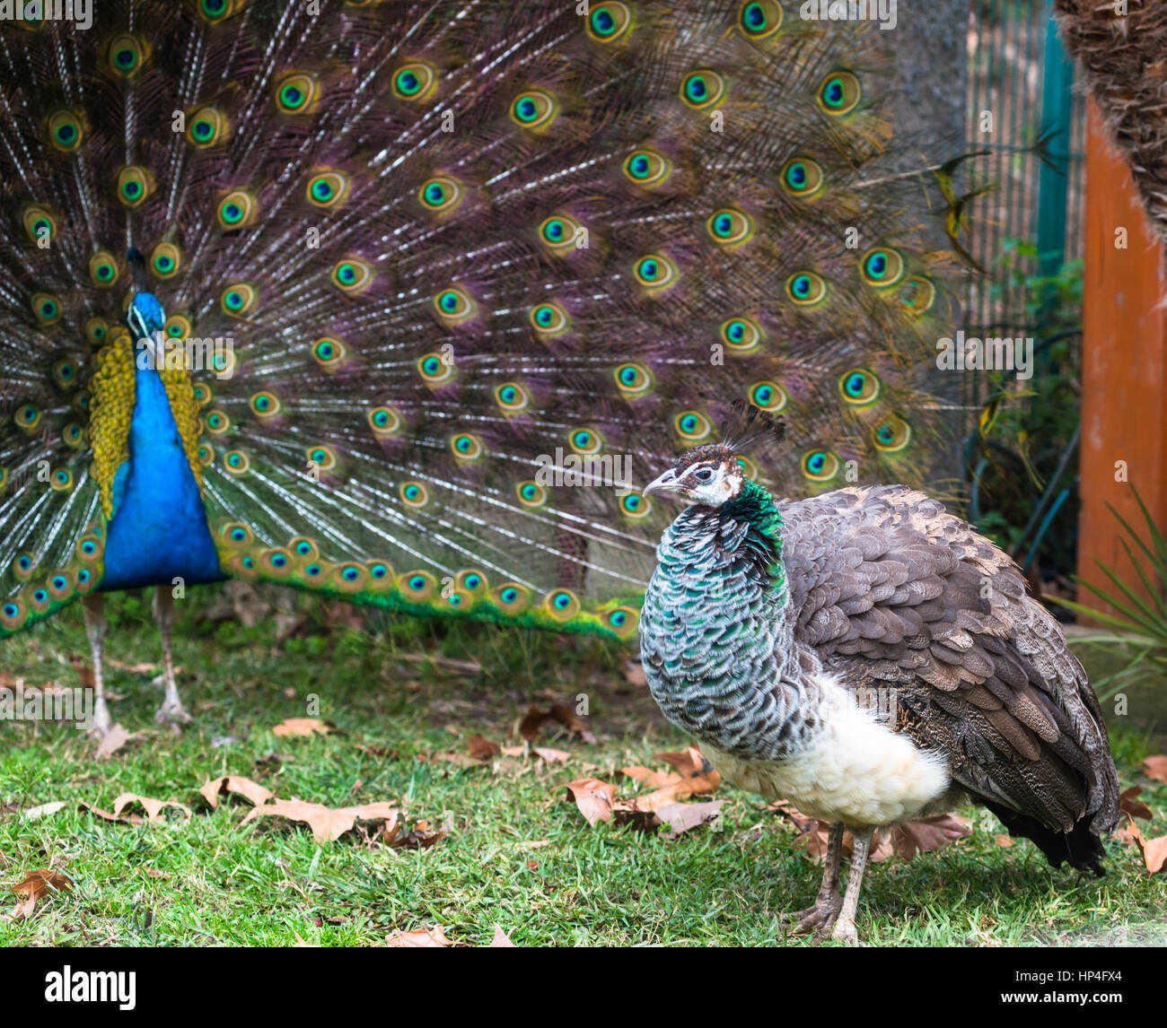 Peacock danza di accoppiamento per peahen Foto Stock