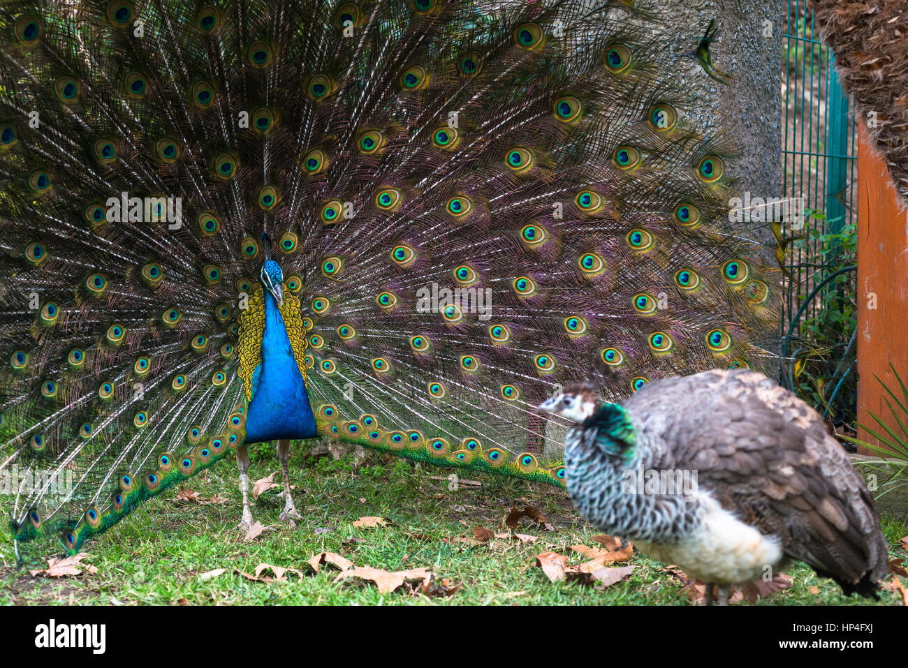 Peacock danza di accoppiamento per peahen Foto Stock