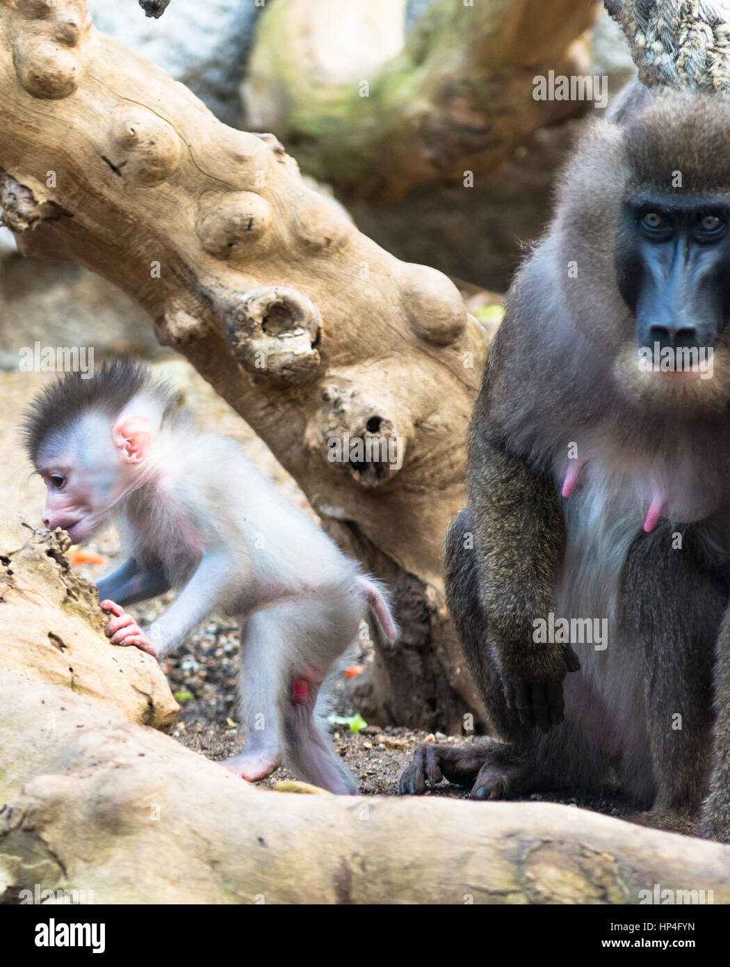 La madre e il bambino trapanare le scimmie. Foto Stock