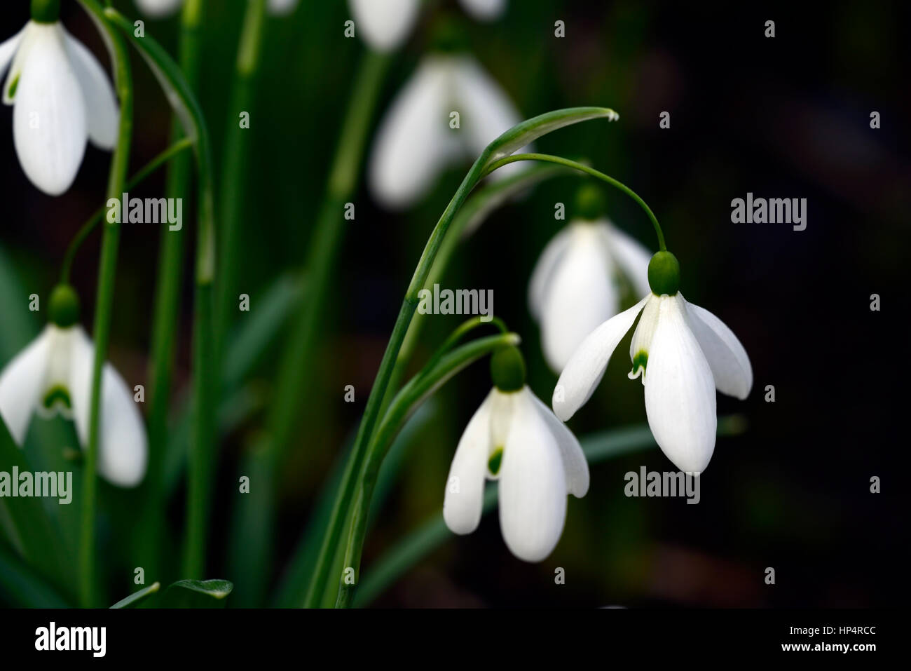 Galanthus magnete, nevicata, nevicate, primavera, fiore, fiori, fioritura, Giardino, giardini, Foto Stock