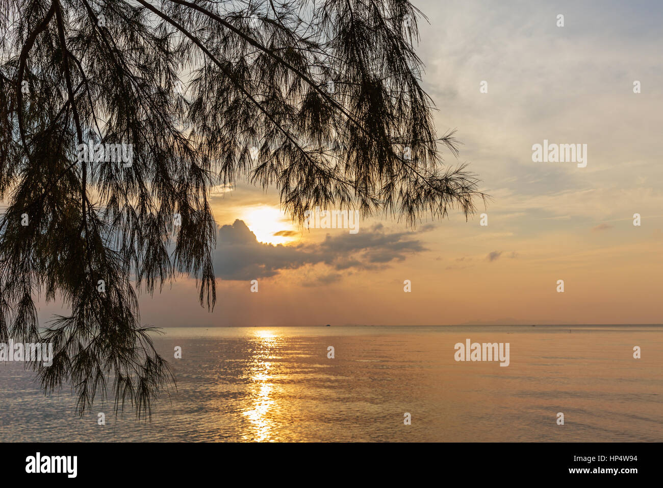 Tramonto sul mare, il sole splende attraverso i rami di un albero Foto Stock