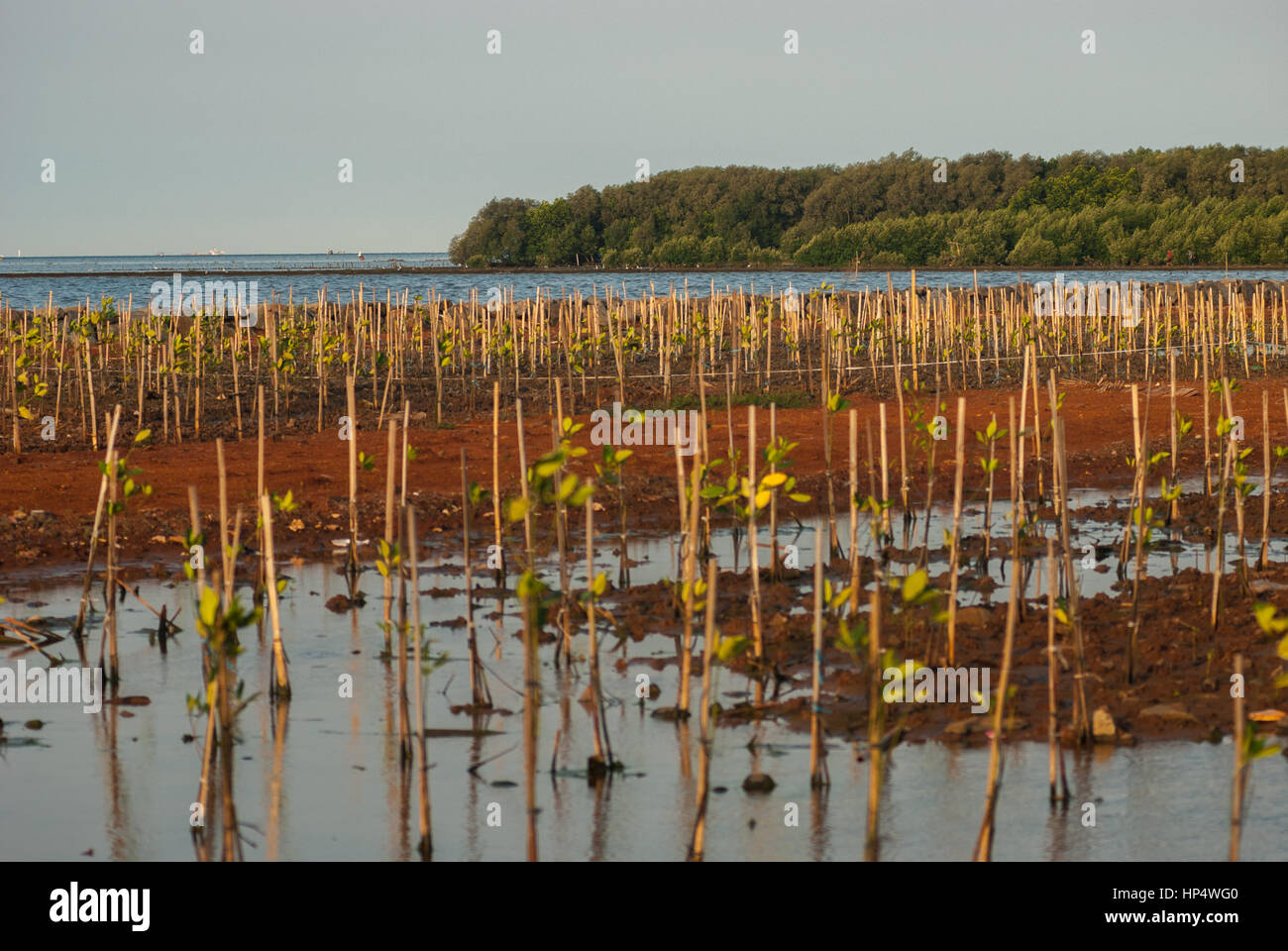 Appena piantato alberi di mangrovie sulla zona costiera. Foto Stock