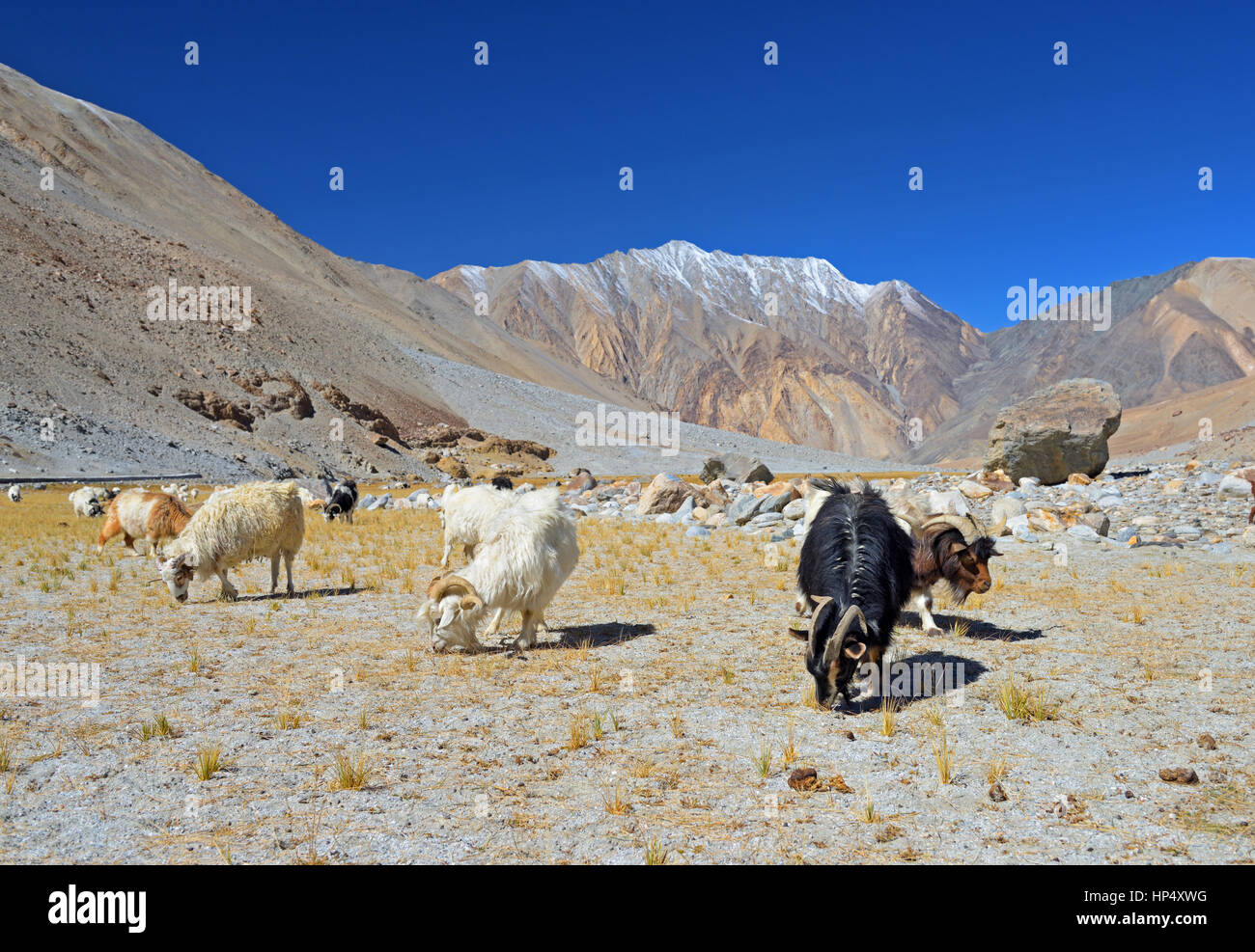 Capre di montagna pascolare nel paesaggio secco Foto Stock
