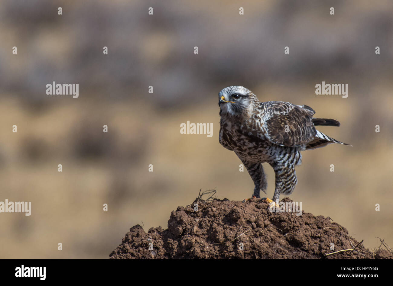 Un bellissimo zampe ruvida Hawk pronto per il volo Foto Stock