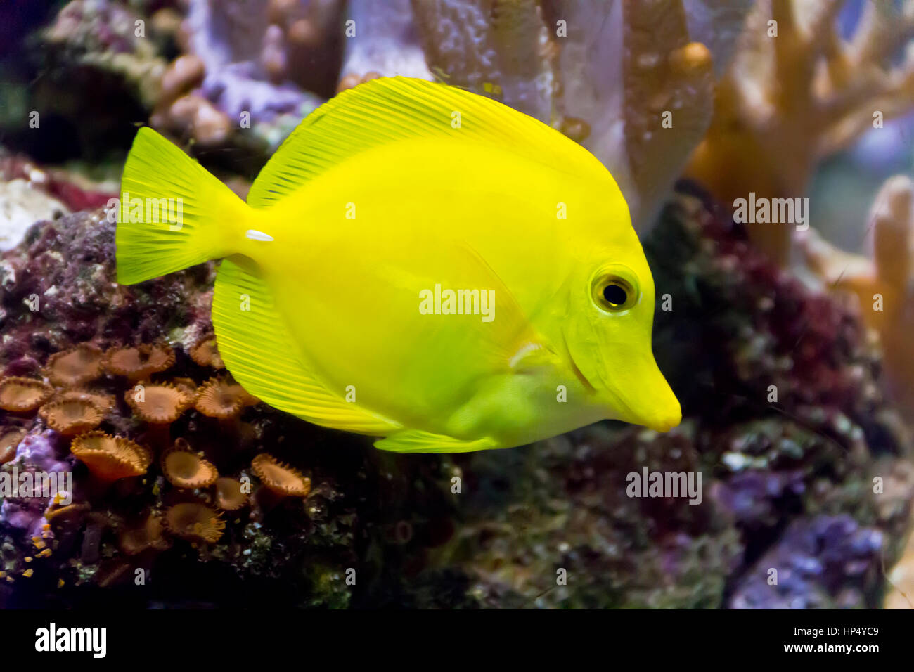 Foto di pesci zebrasoma giallo in acquario Foto Stock