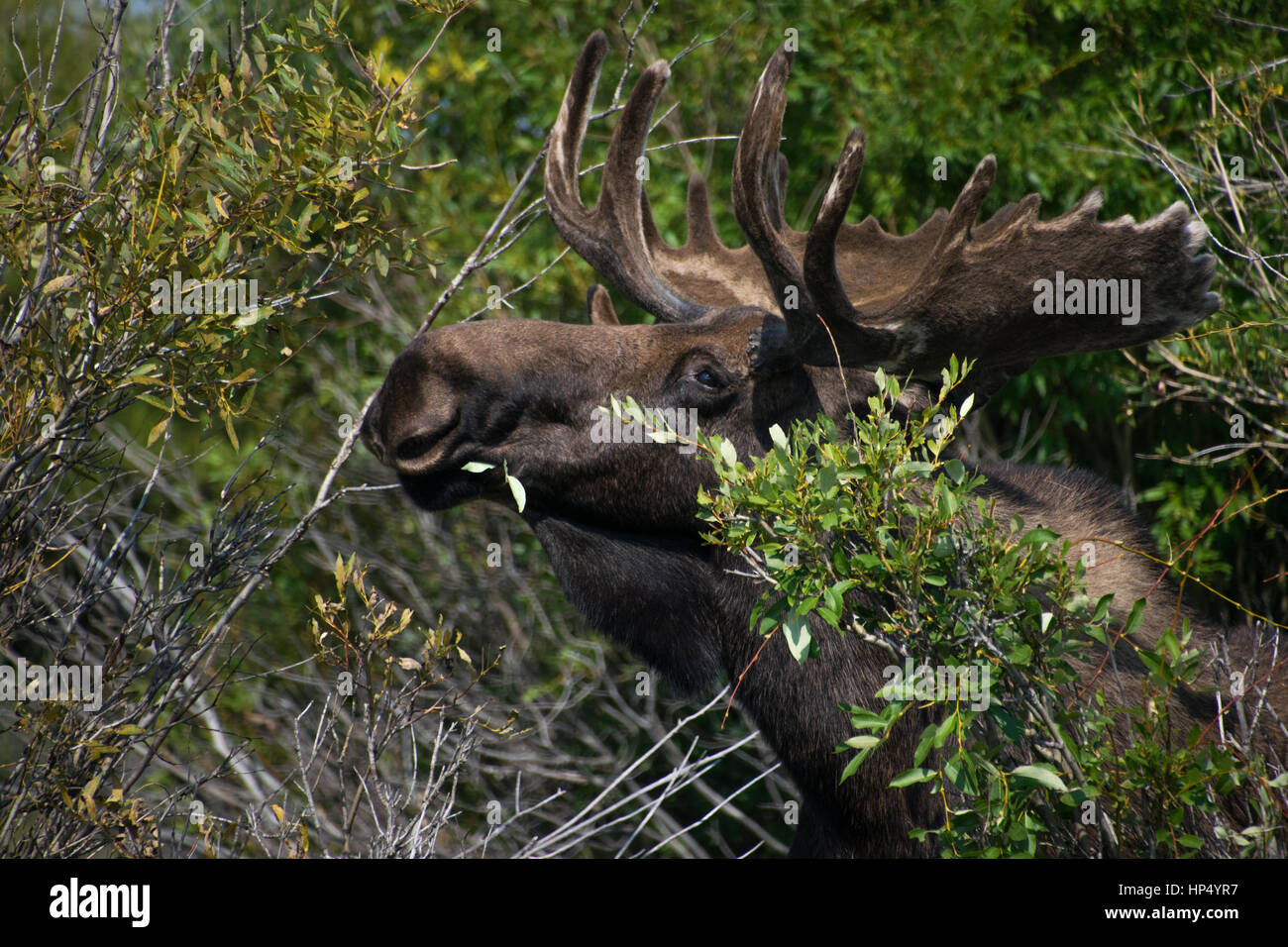 Un bisonte in pianura con il Grand Tetons in Backround Foto Stock