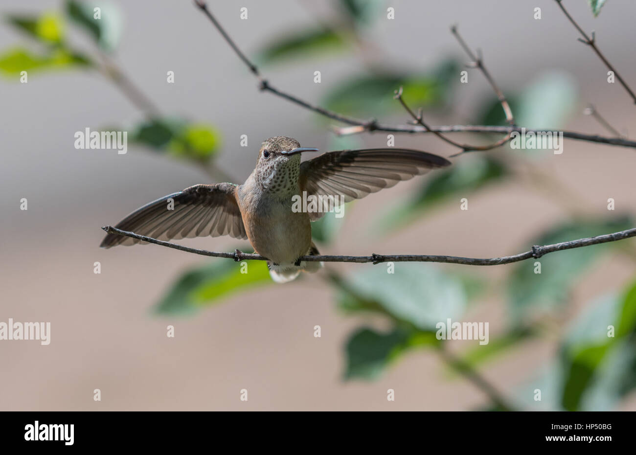 Un piuttosto ampia-tailed Hummingbird neonata diffondere le sue ali Foto Stock