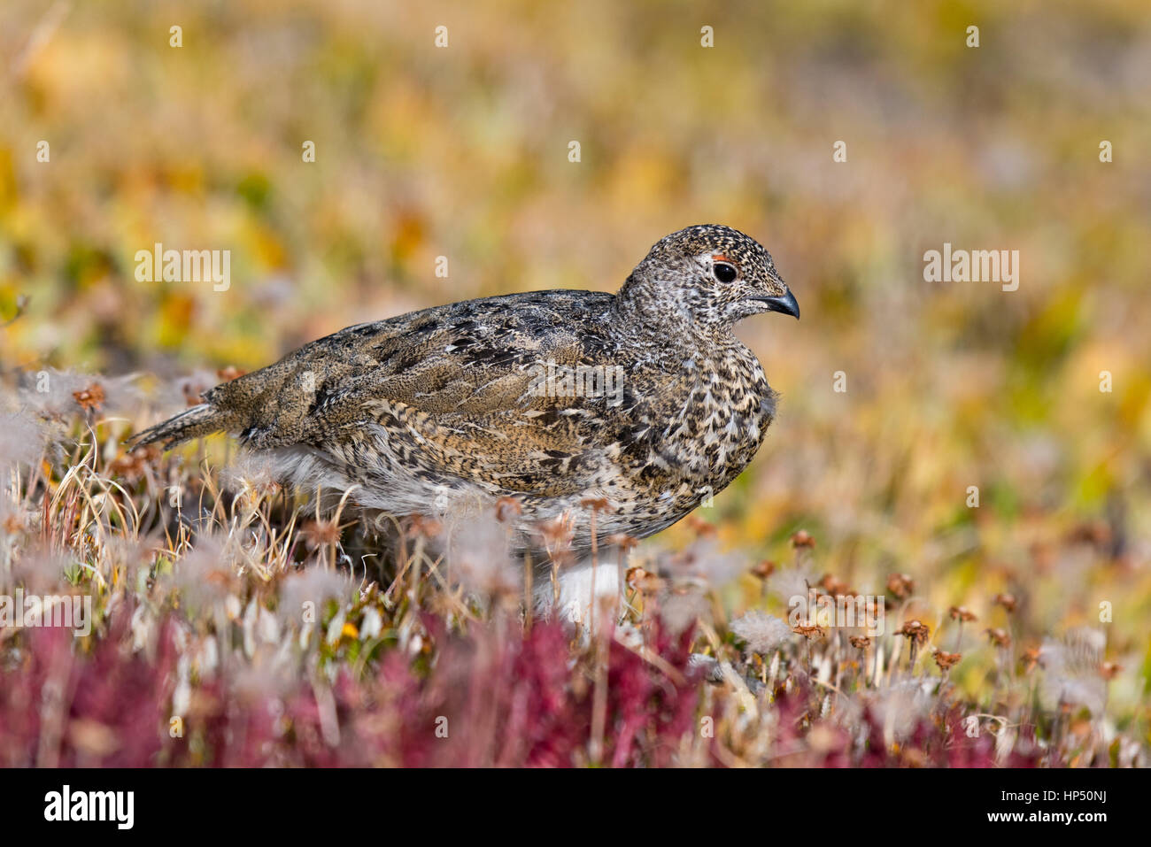 Un bianco-tailed Ptarmigan Chick rovistando le Montagne Rocciose per alimenti Foto Stock