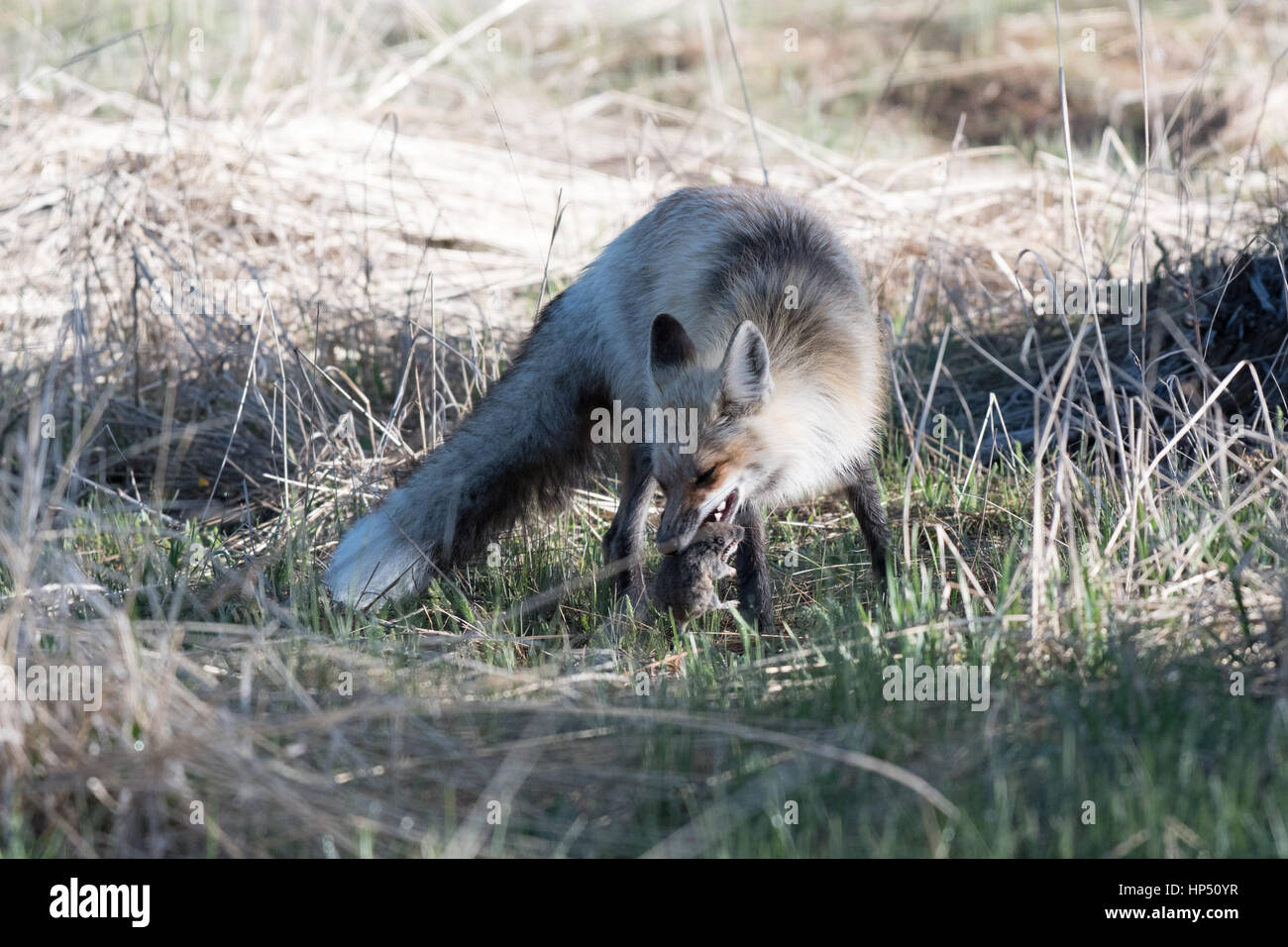 Una bellissima volpe rossa a caccia di prede Foto Stock