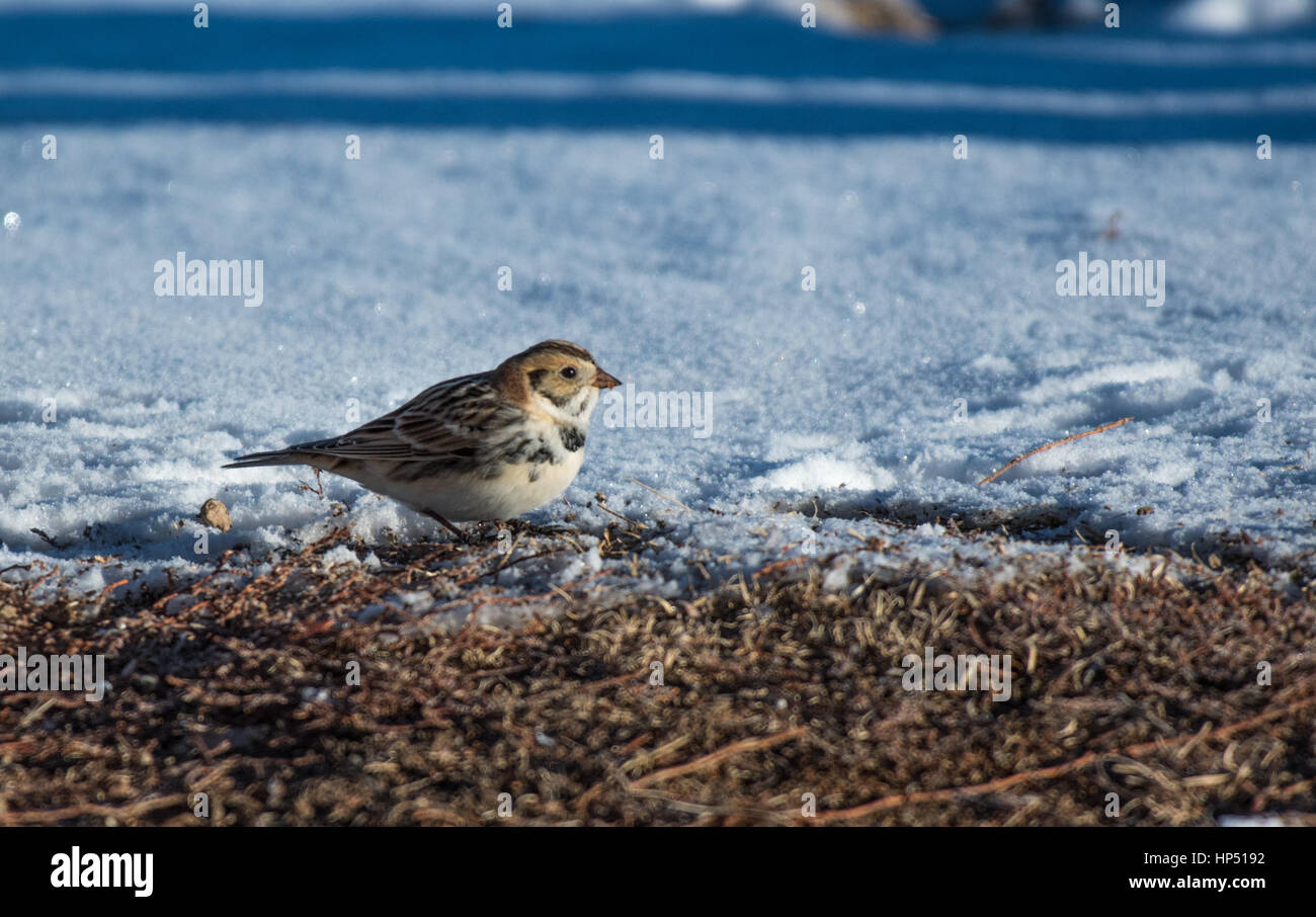 Un grazioso Lapland Longspur foraggio per il cibo nella neve Foto Stock