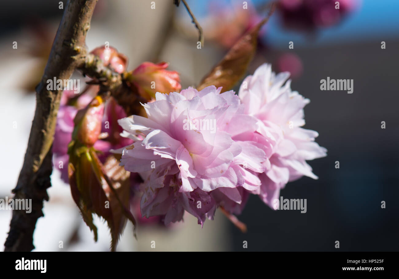 Meli in fiore. Foto Stock