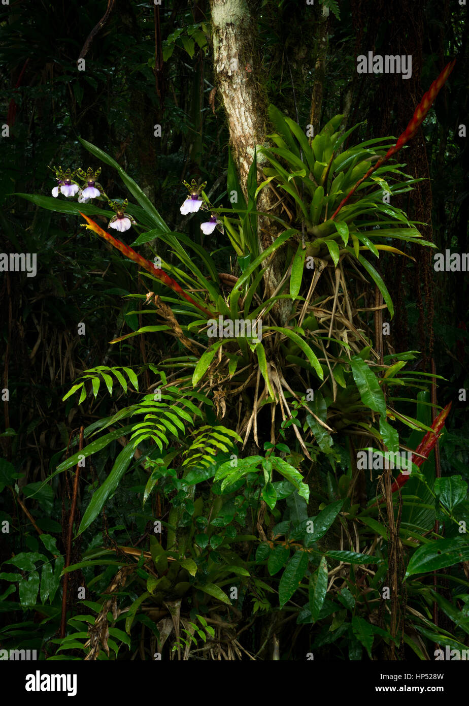 Un lussureggiante raccolta di epifite crescente nella foresta pluviale atlantica Foto Stock