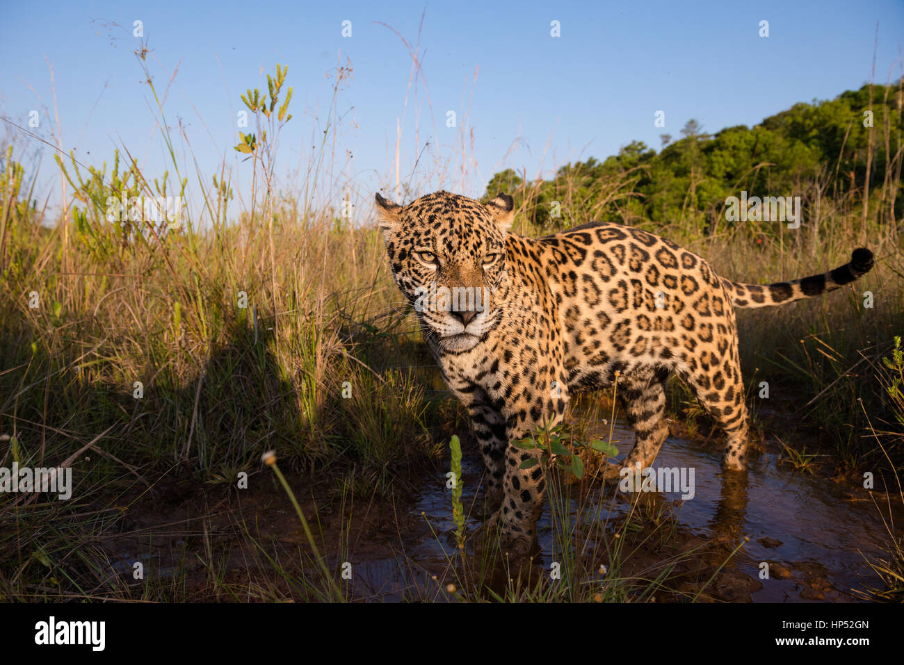 Jaguar a esplorare una prateria in il Cerrado Foto Stock
