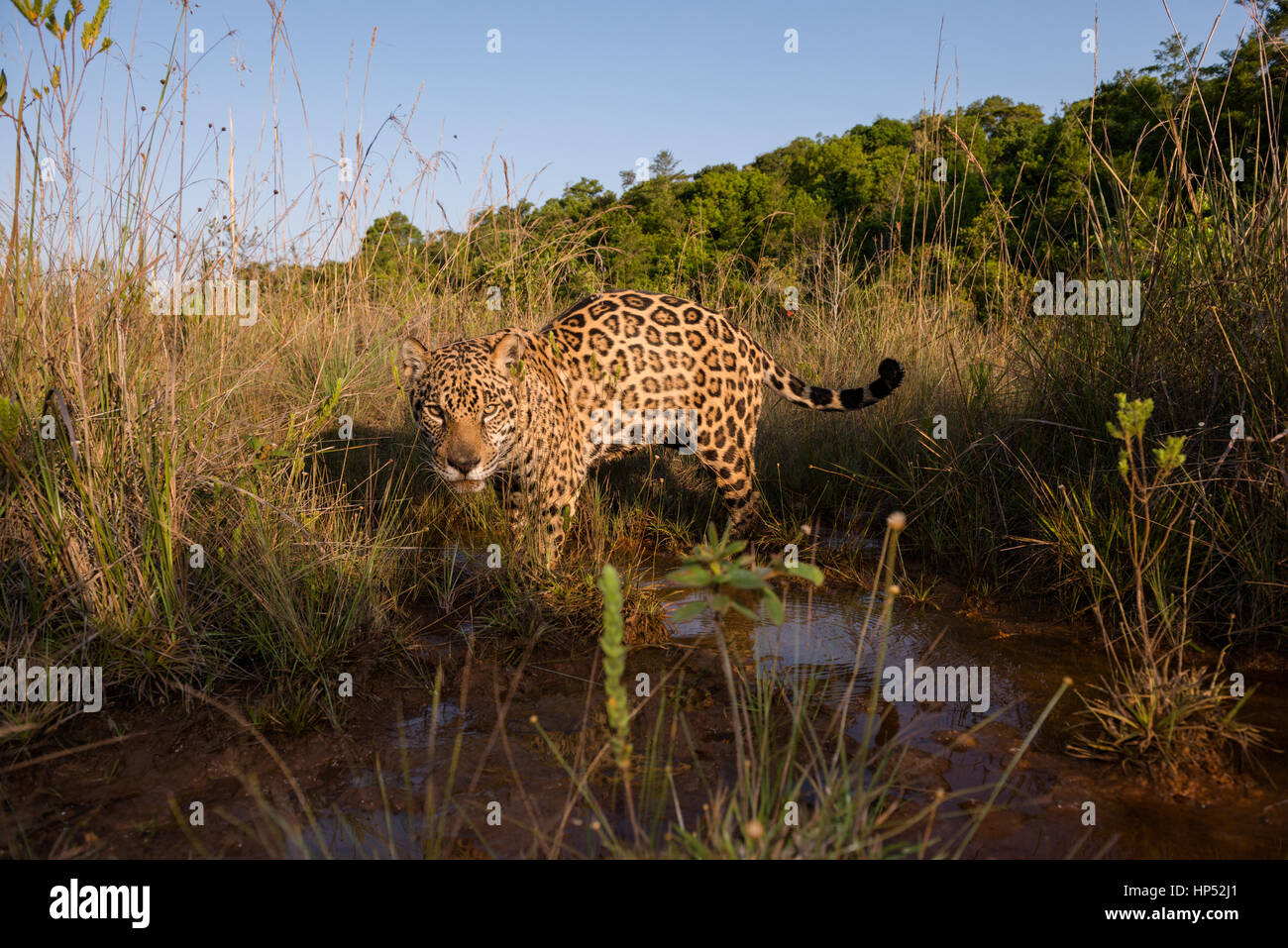 Jaguar a esplorare una prateria in il Cerrado Foto Stock
