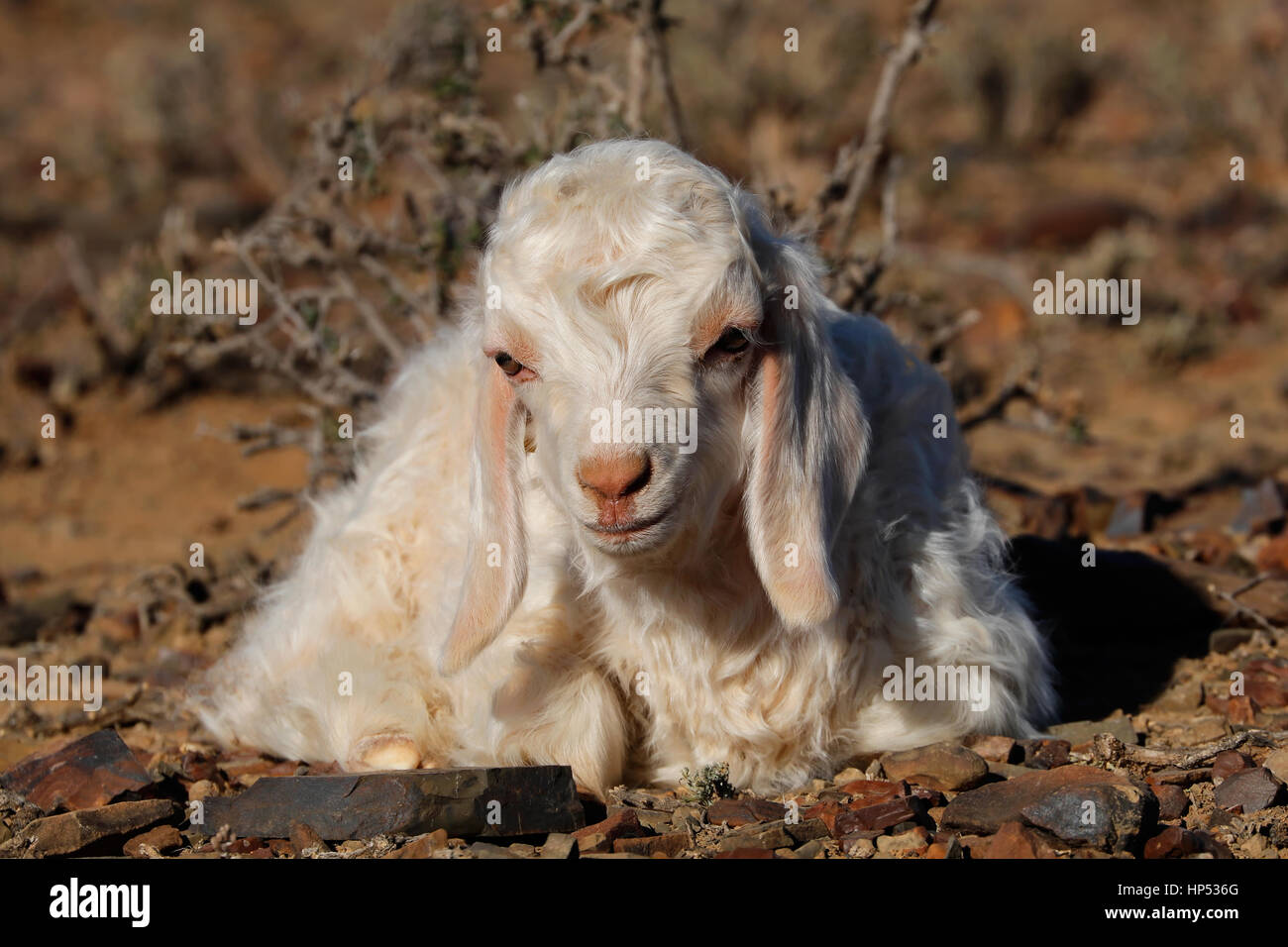 Un giovane angora capretto su una fattoria rurale Foto Stock