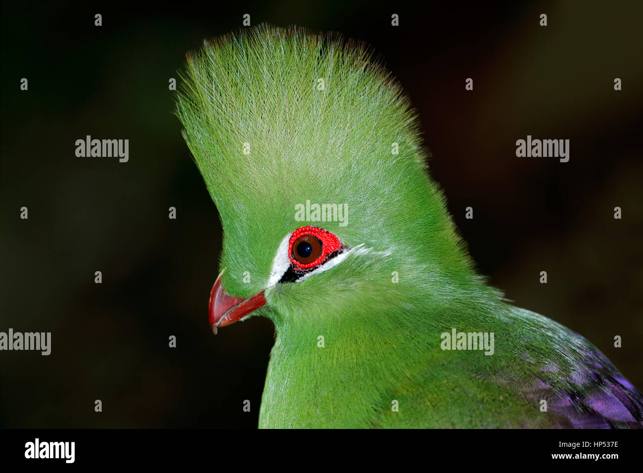 Ritratto di un colorato verde's Turaco (Tauraco persa) su nero Africa occidentale Foto Stock