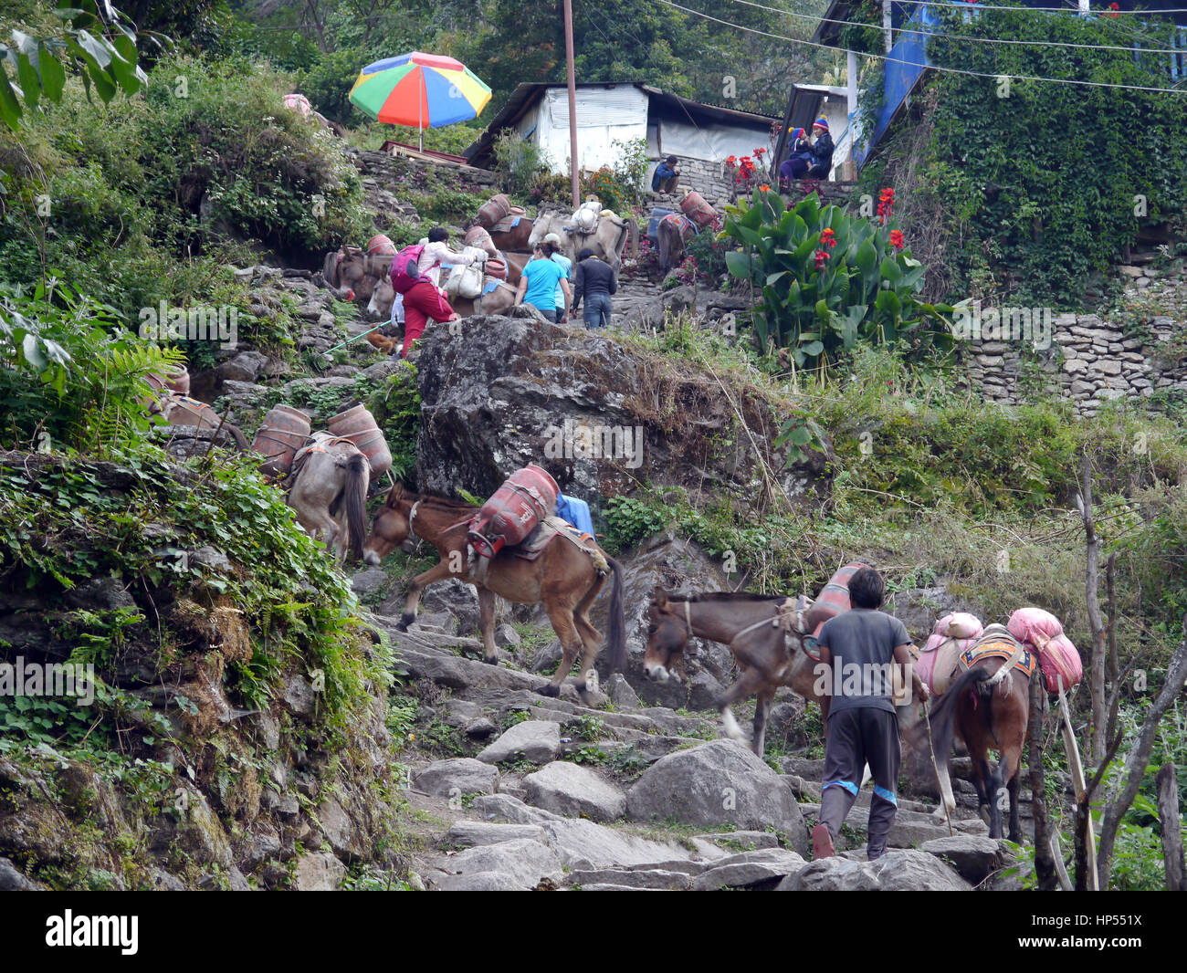 Muli carichi pesanti & turisti Cimbing gradini in pietra per il villaggio di Ulleri nel Santuario di Annapurna Himalaya,, Nepal, Asia Foto Stock