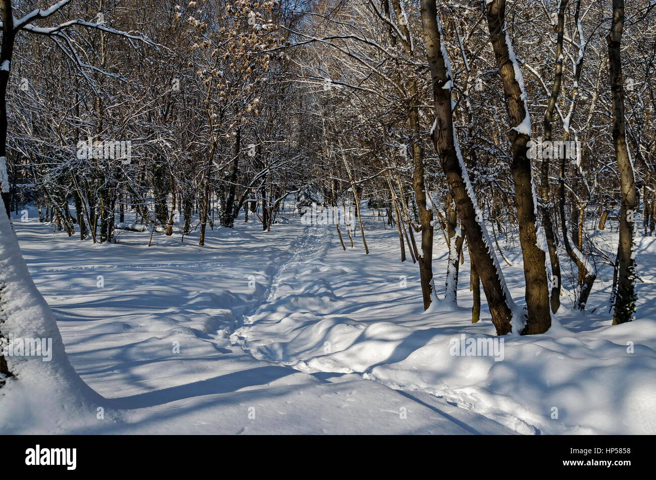 Inverno giardino di neve nel parco di Sofia, Bulgaria Foto Stock