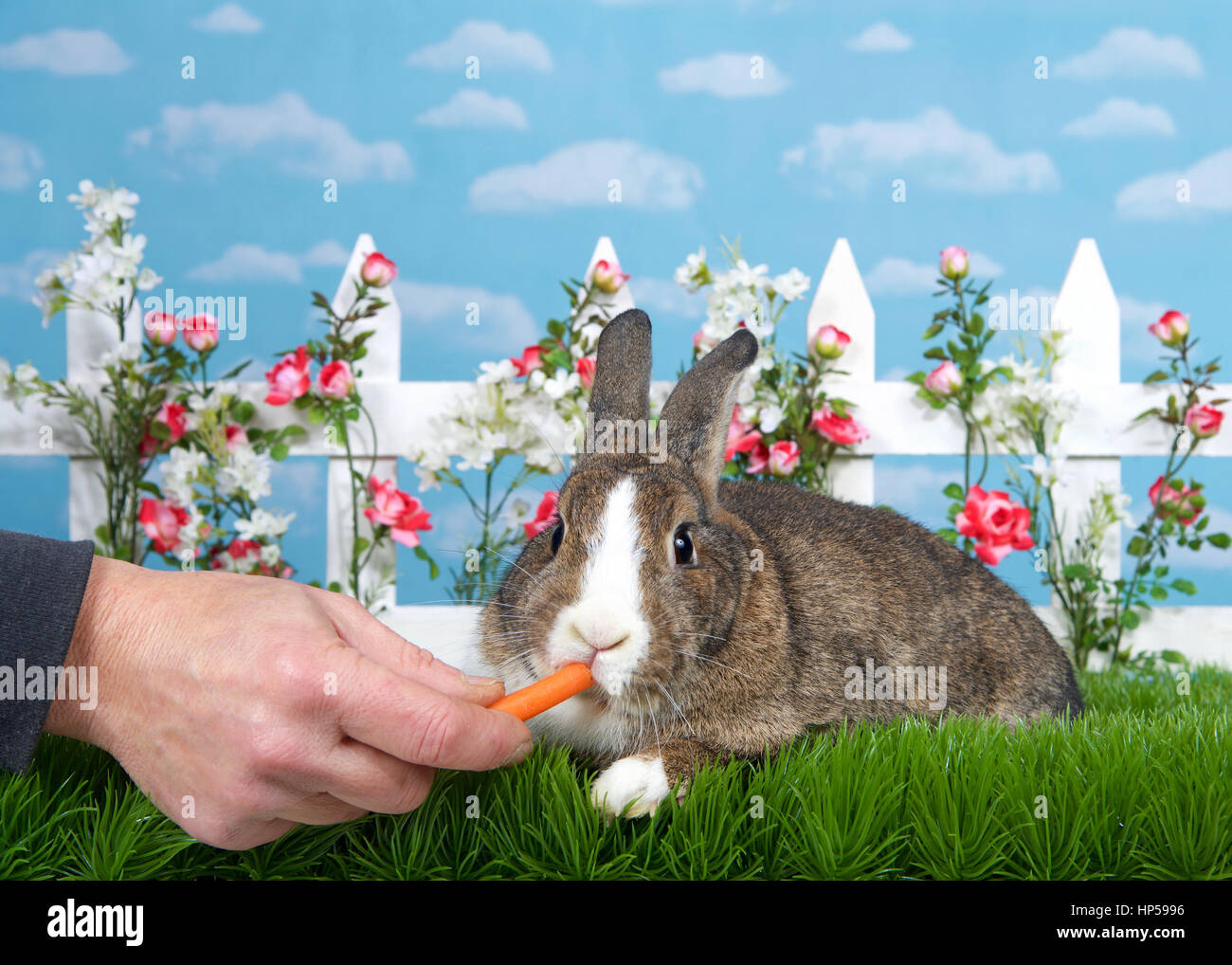 Brown e white dwarf bunny posa in erba verde affacciata viewer, Maschio alimentazione manuale baby carota. White Picket Fence con piccole rose rosa. Backgro blu Foto Stock