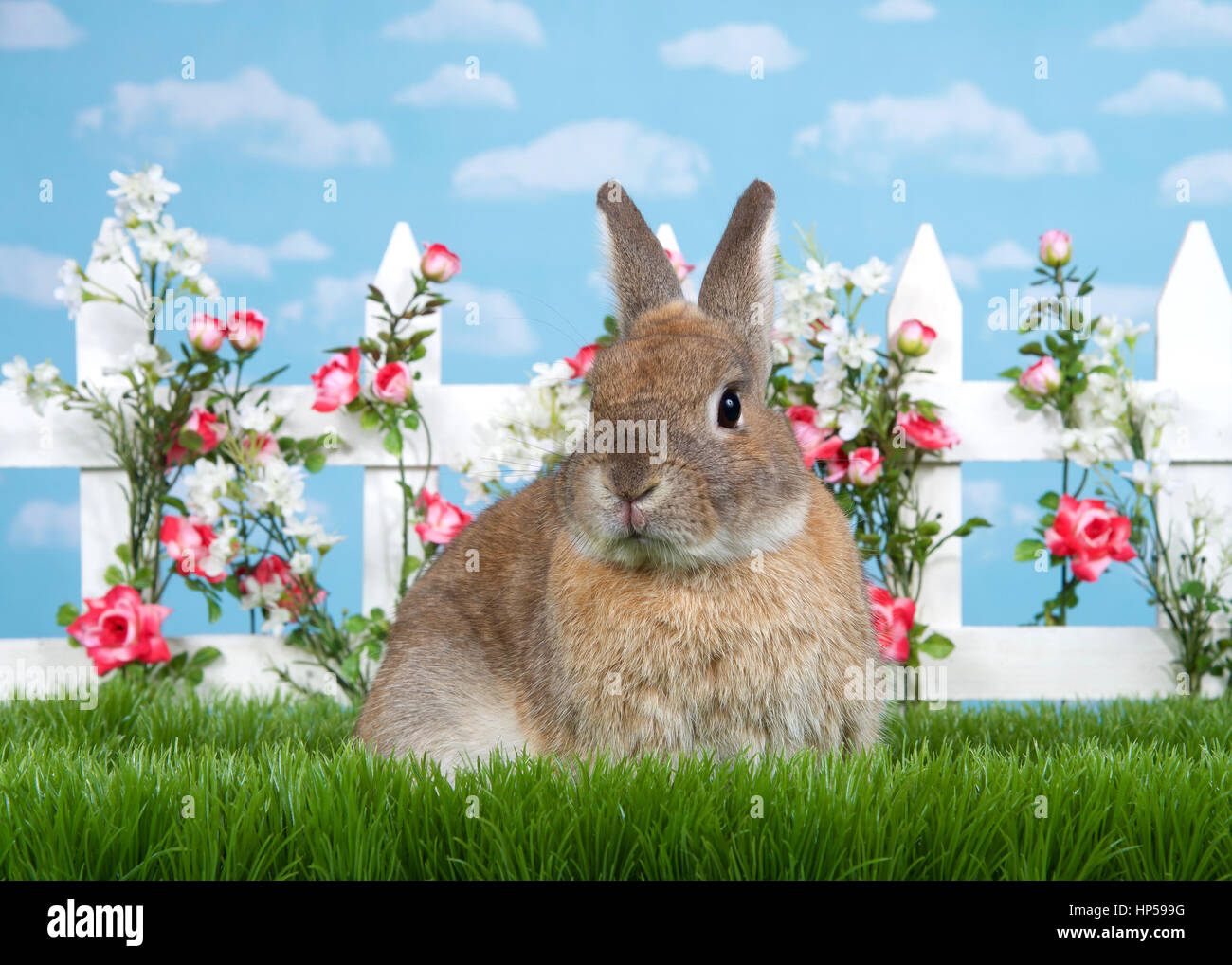 Brown Dwarf Rabbit seduta in erba verde, rivolta verso il visualizzatore. White Picket Fence con piccole rose rosa. Sfondo blu cielo con nuvole. Copia dello spazio. Foto Stock