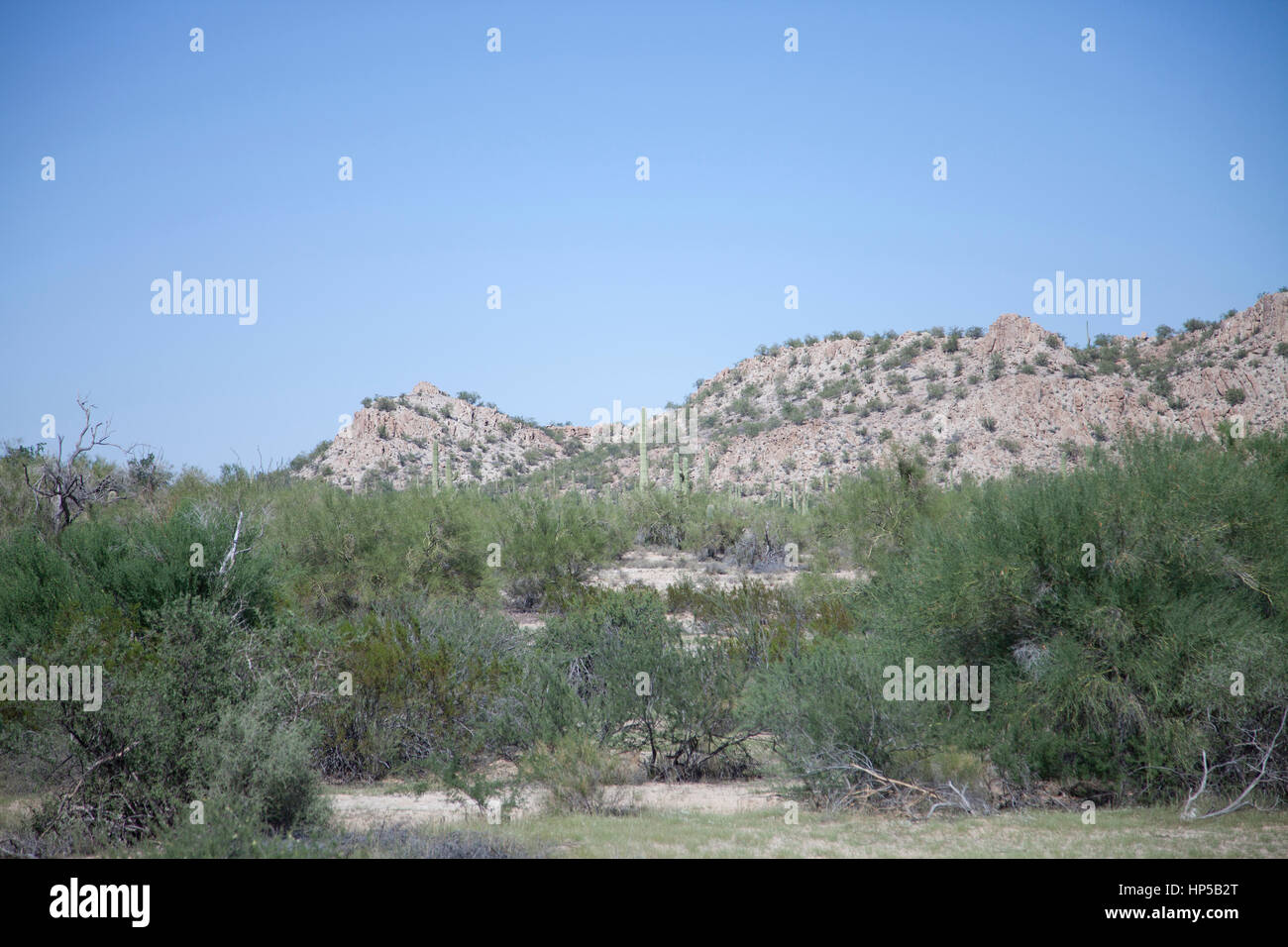 Deserto montagne punteggiate di macchia con piante e alberi Foto Stock