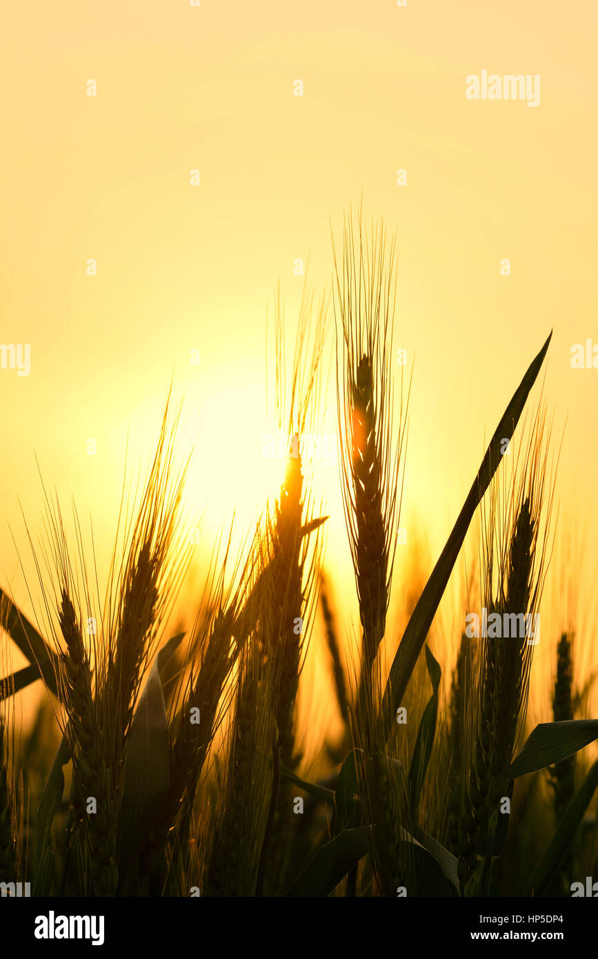 Silhouette di Grano Foto Stock