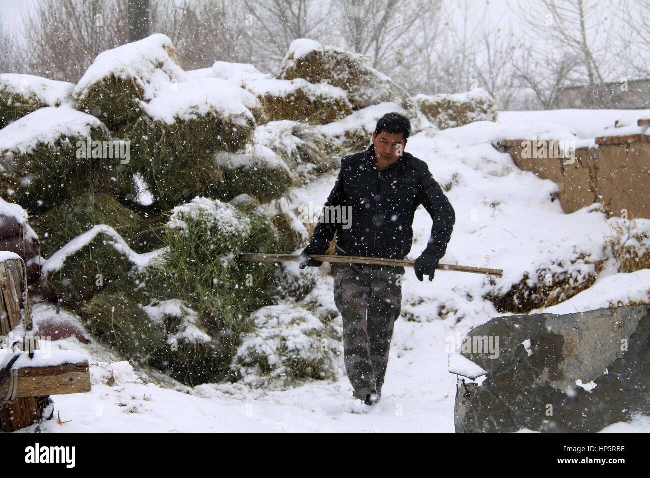 Degli Altai. 19 Feb, 2017. Un lavoratore svolge trincia erba in un ranch in degli Altai, a nord-ovest della Cina di Xinjiang Uygur Regione autonoma, Feb 19, 2017. Un avviso di blu per ondata di freddo portato da un getto forte di aria fredda è stato pubblicato il Domenica, secondo il National centro meteorologico. Credito: Xinhua/Alamy Live News Foto Stock