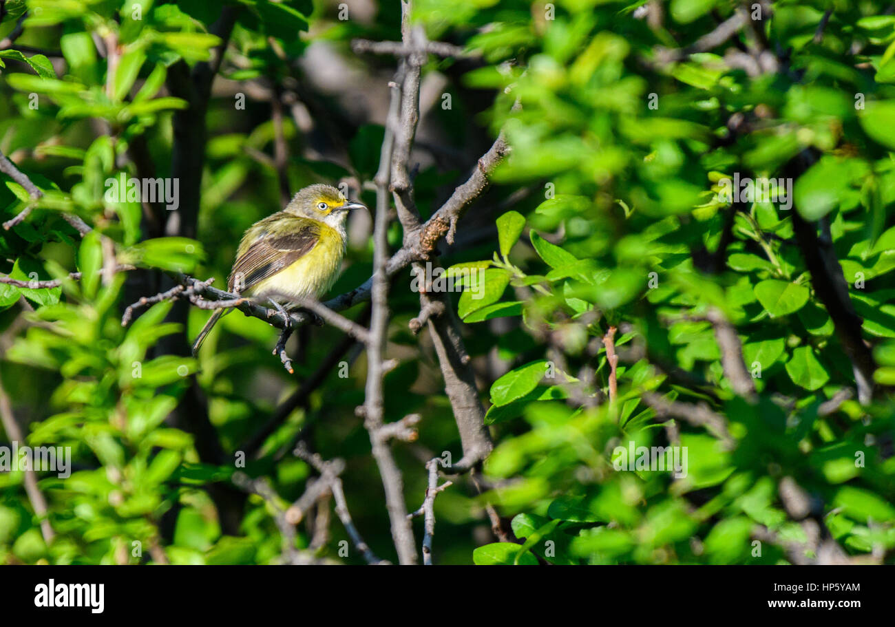 Un raro (a Colorado) bianco-eyed Vireo Foto Stock