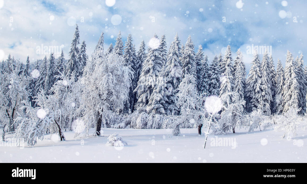 Paesaggio di inverno alberi e recinzioni in brina, sfondo con s Foto Stock