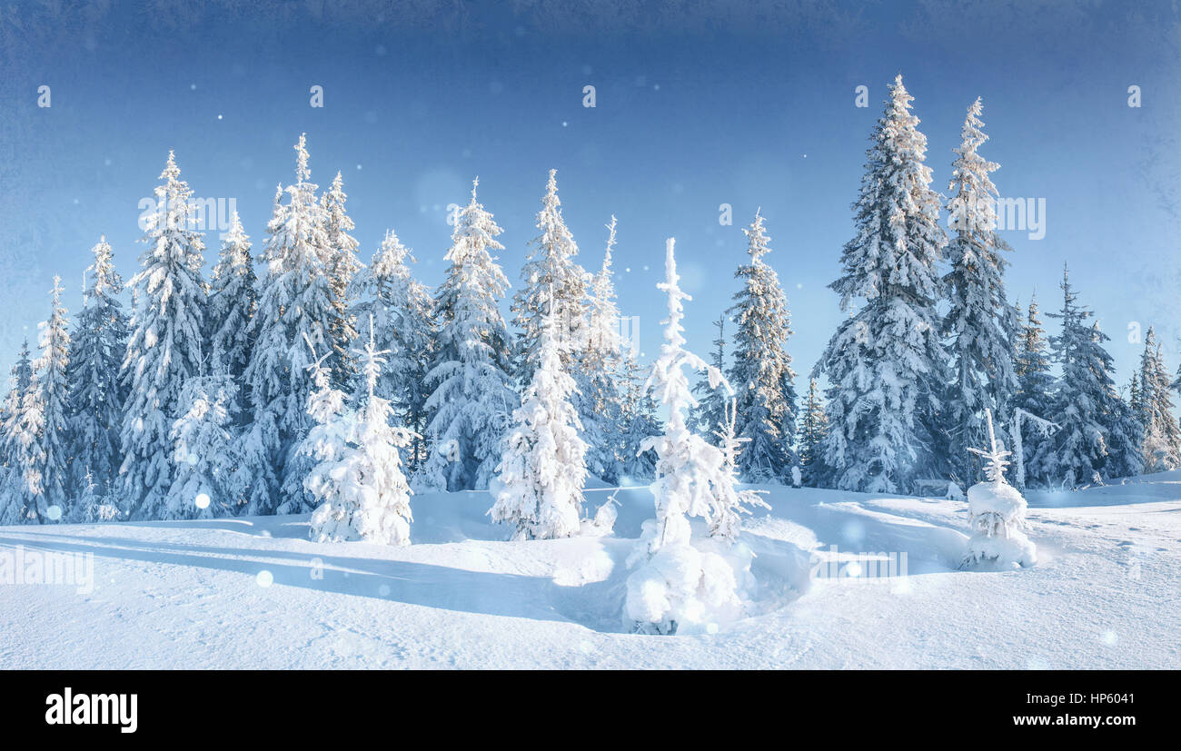 Paesaggio di inverno alberi e recinzioni in brina, sfondo con s Foto Stock