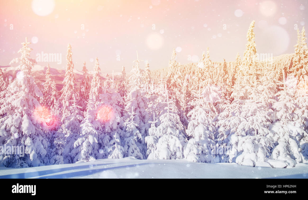 Paesaggio di inverno alberi di brina, sfondo con alcuni delicati h Foto Stock