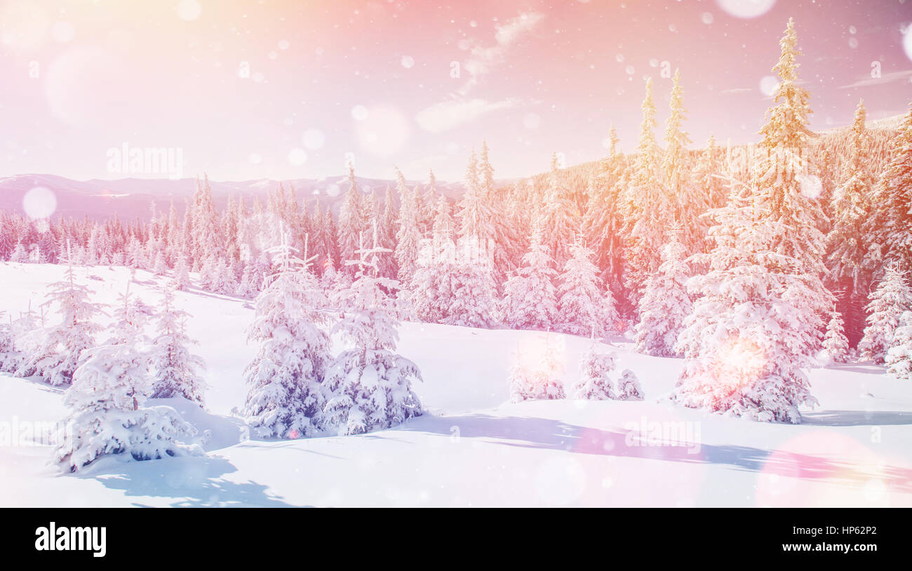 Paesaggio di inverno alberi di brina, sfondo con alcuni delicati h Foto Stock