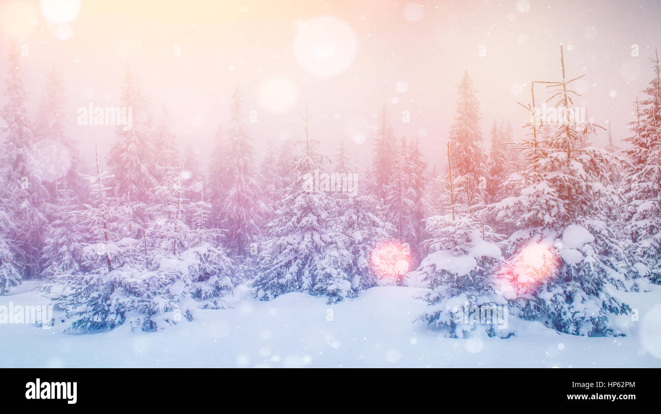 Paesaggio di inverno alberi di brina, sfondo con alcuni delicati h Foto Stock