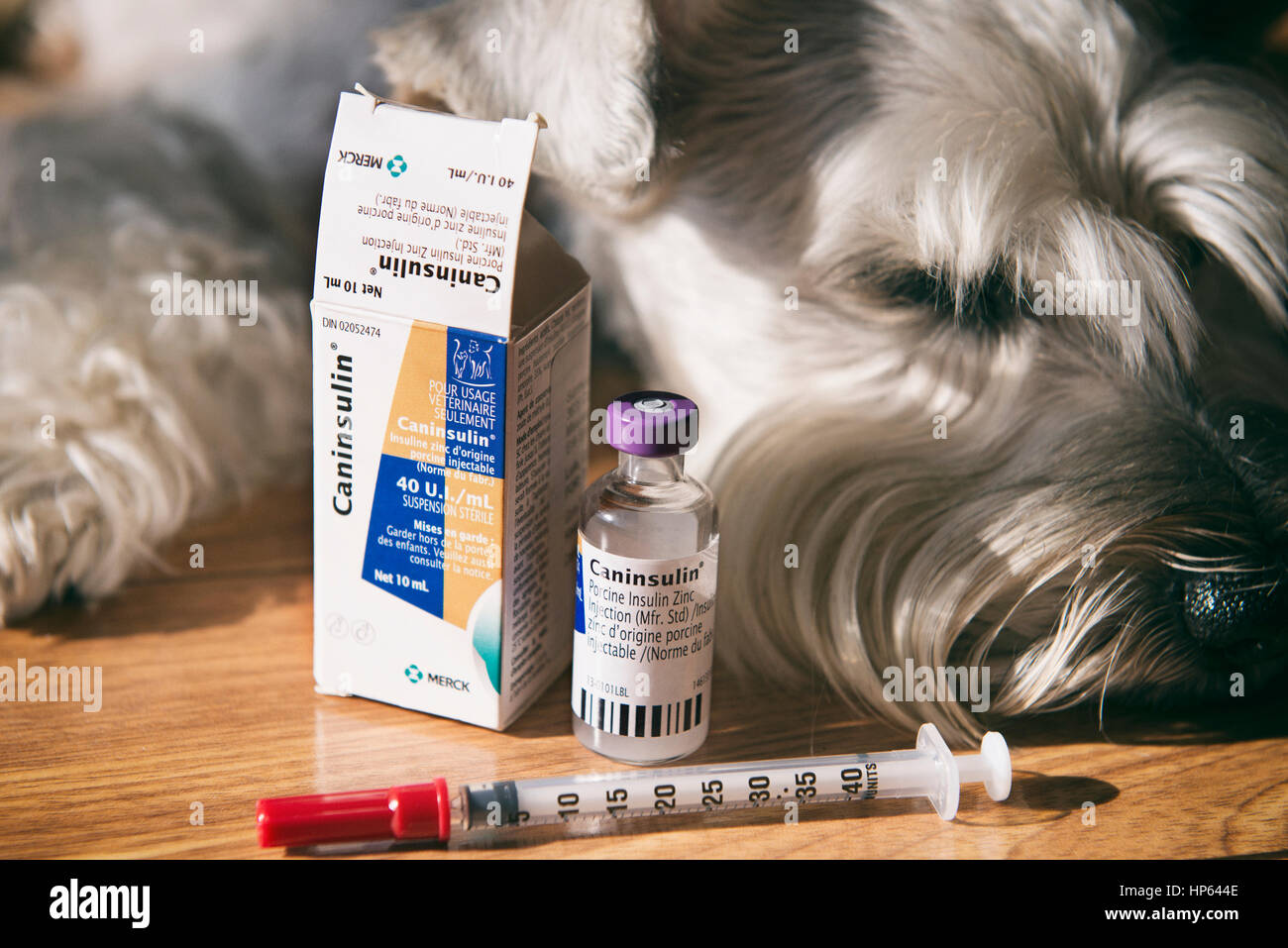 Cane diabetico, diabete canino, siringa da insulina Foto Stock