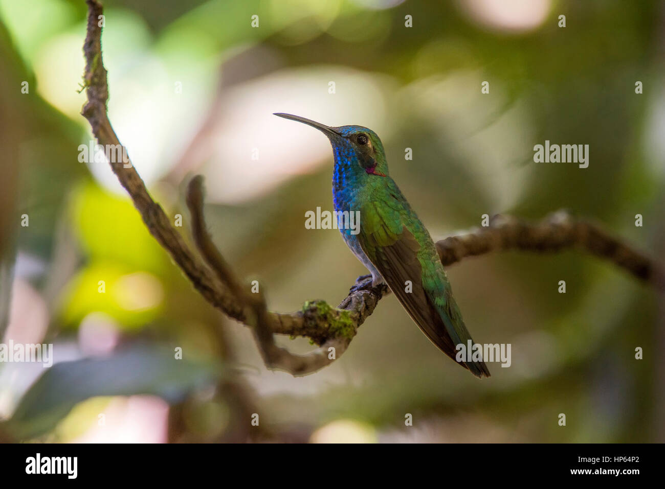 Bianco-sfiatato Violetear (Colibri serrirostris) hummingbird, fotografato a Santa Teresa, Espirito Santo - a sud-est del Brasile. Foresta atlantica Biome. Foto Stock