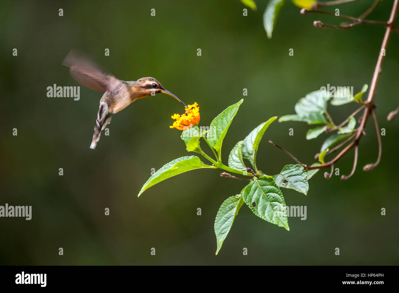 Minuto eremita (Phaethornis idaliae) alimentazione del nettare di un fiore, in Sooretama, Espirito Santo, Brasile. Foto Stock