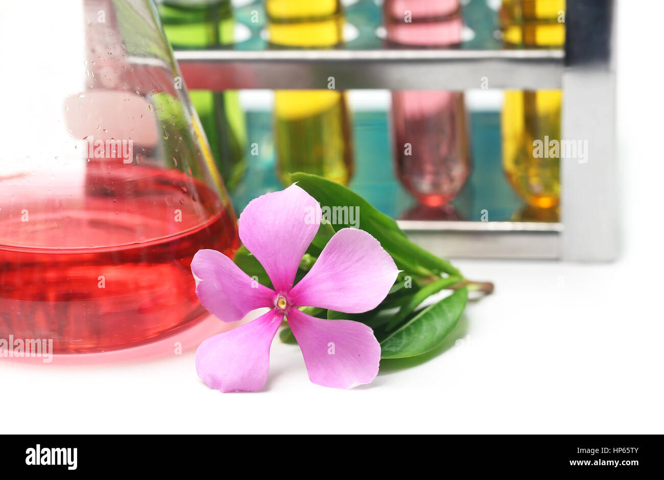 Nayantara medicinali o Catharanthus roseus in laboratorio analitico Foto Stock