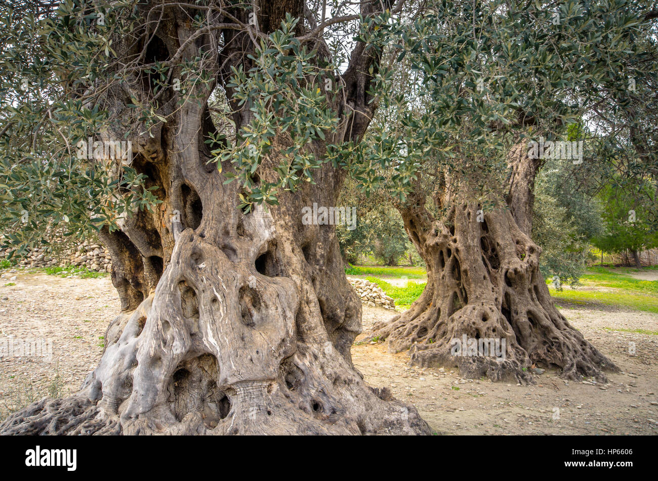 Campo di oliva con grande vecchio albero le radici e il tronco, Creta, Grecia Foto Stock