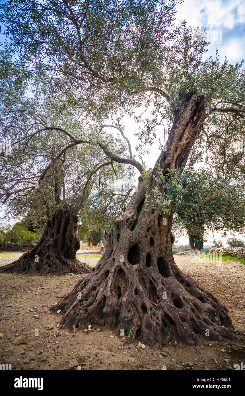 Campo di oliva con grande vecchio albero le radici e il tronco, Creta, Grecia Foto Stock