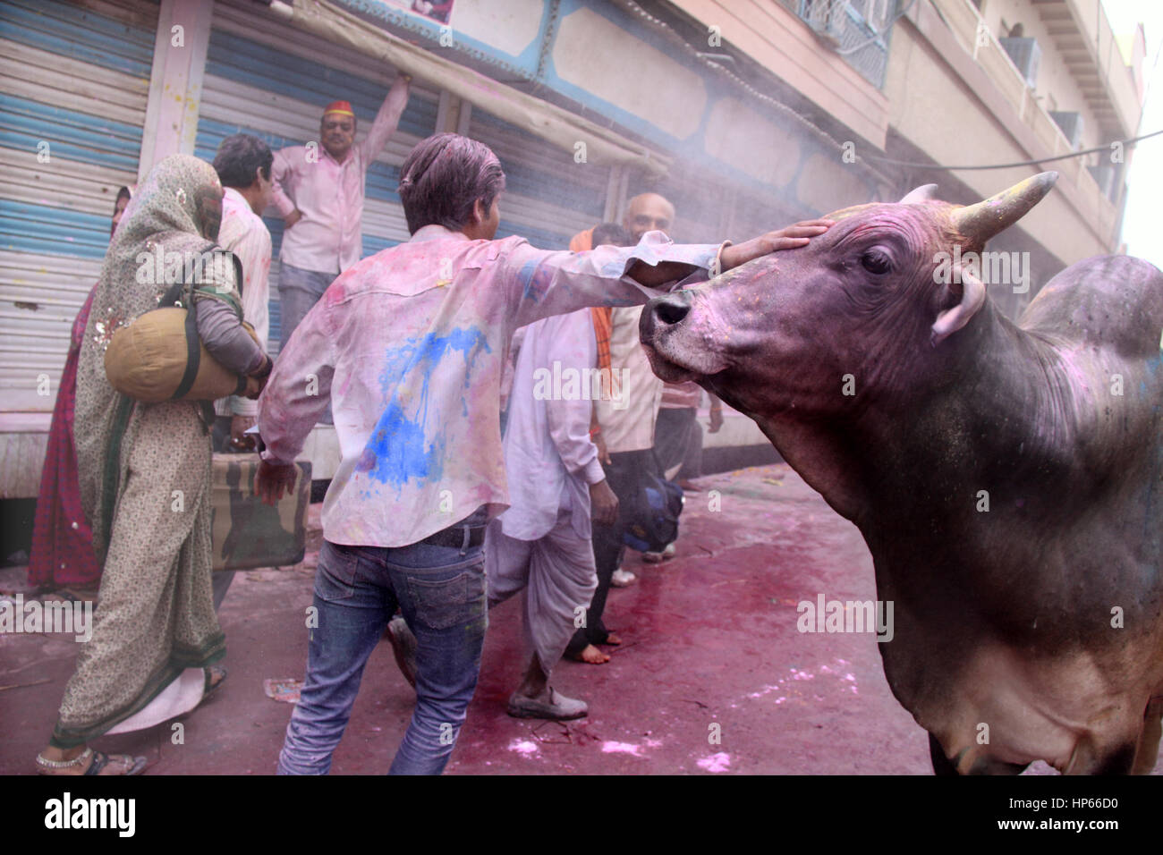 Mucca nelle strade di Vrindavan durante Holi, India Foto Stock