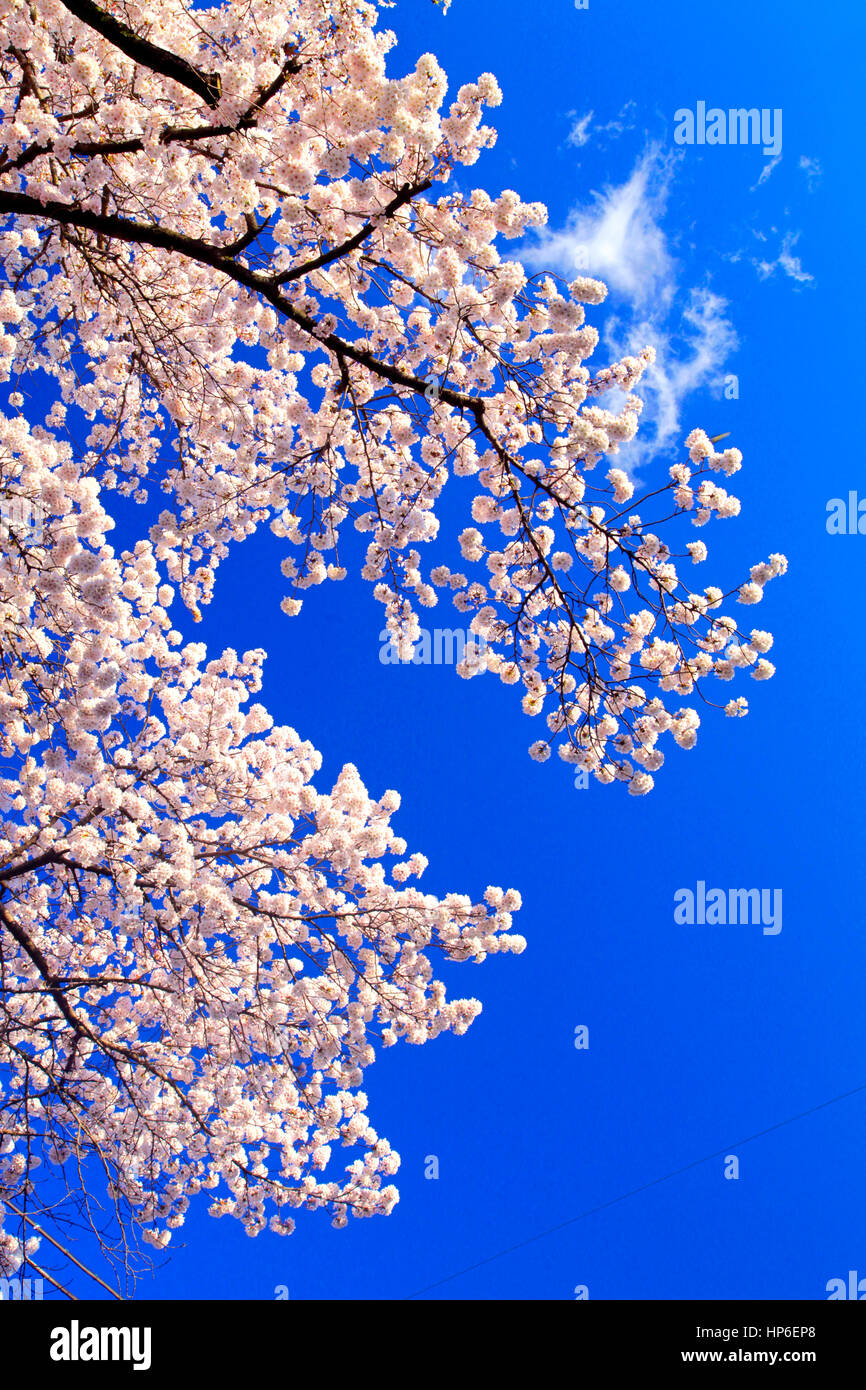Fiori Ciliegio contro il cielo blu città Hamura Tokyo Giappone Foto Stock