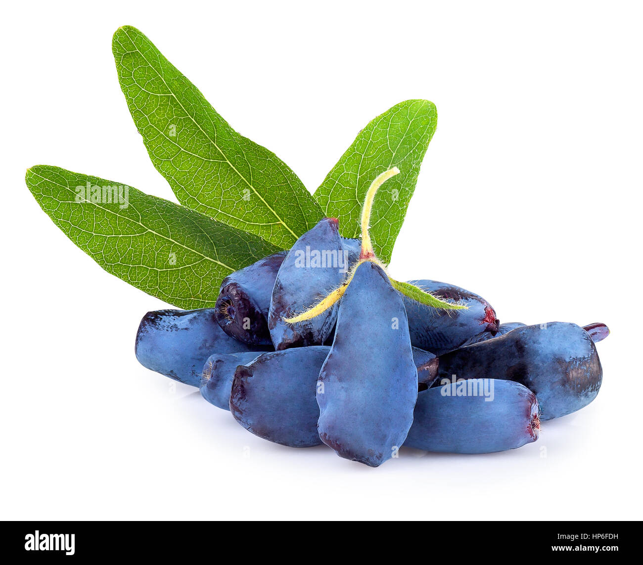 Caprifoglio fresco blue berry frutti con foglie isolati su sfondo bianco. Caprifoglio woodbine lonicera closeup Foto Stock