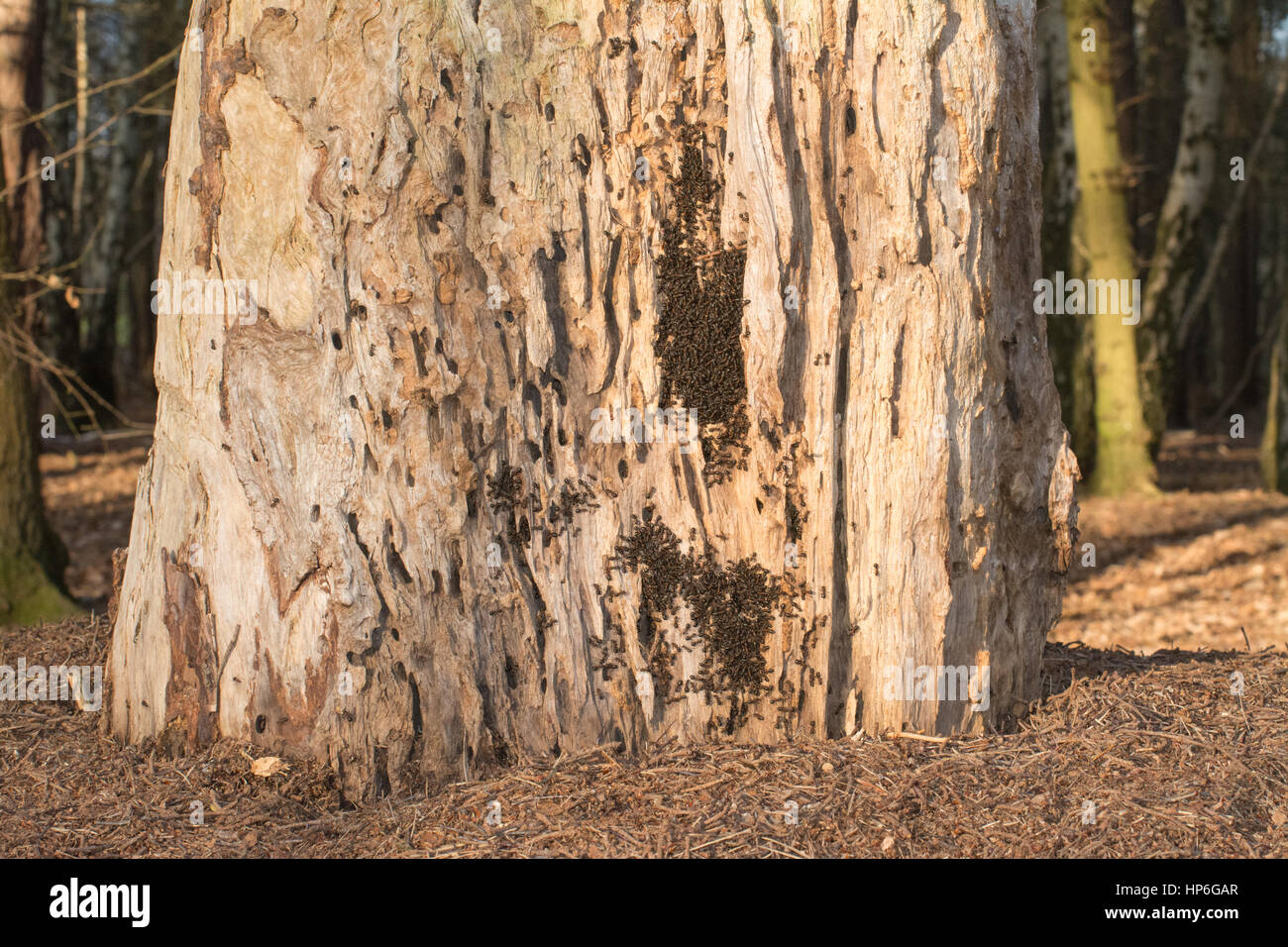 Legno formica (Formica rufa) colonia su dead tronco di albero Foto Stock