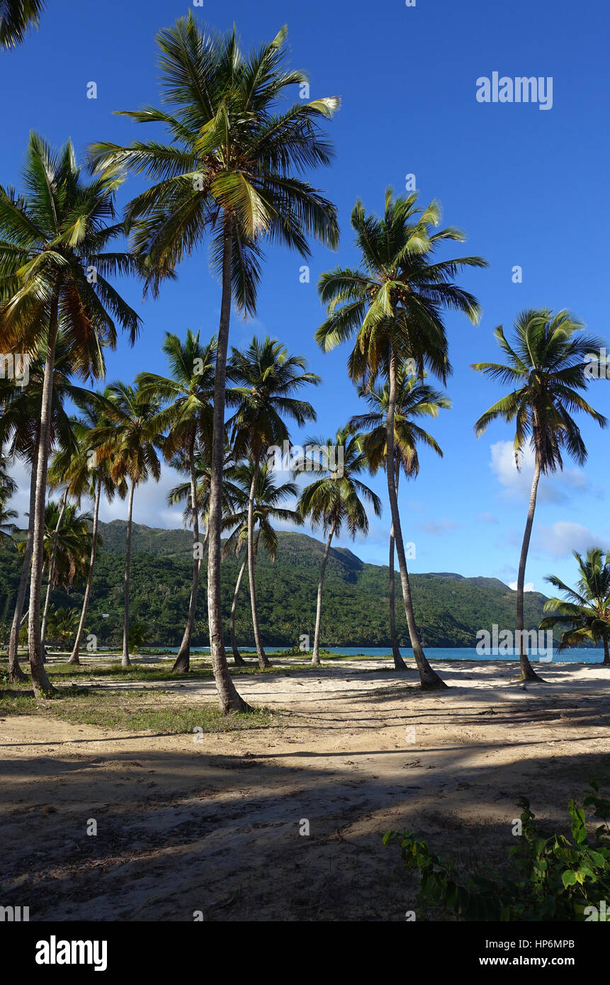 Un'immagine verticale di palme su una tranquilla spiaggia caraibica. La spiaggia si trova a Playa Rincon situato sulla penisola di Samana nella Repubblica Dominicana. Foto Stock